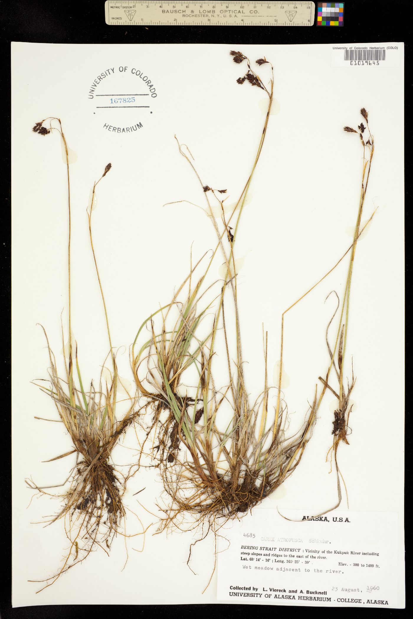 Carex atrofusca image