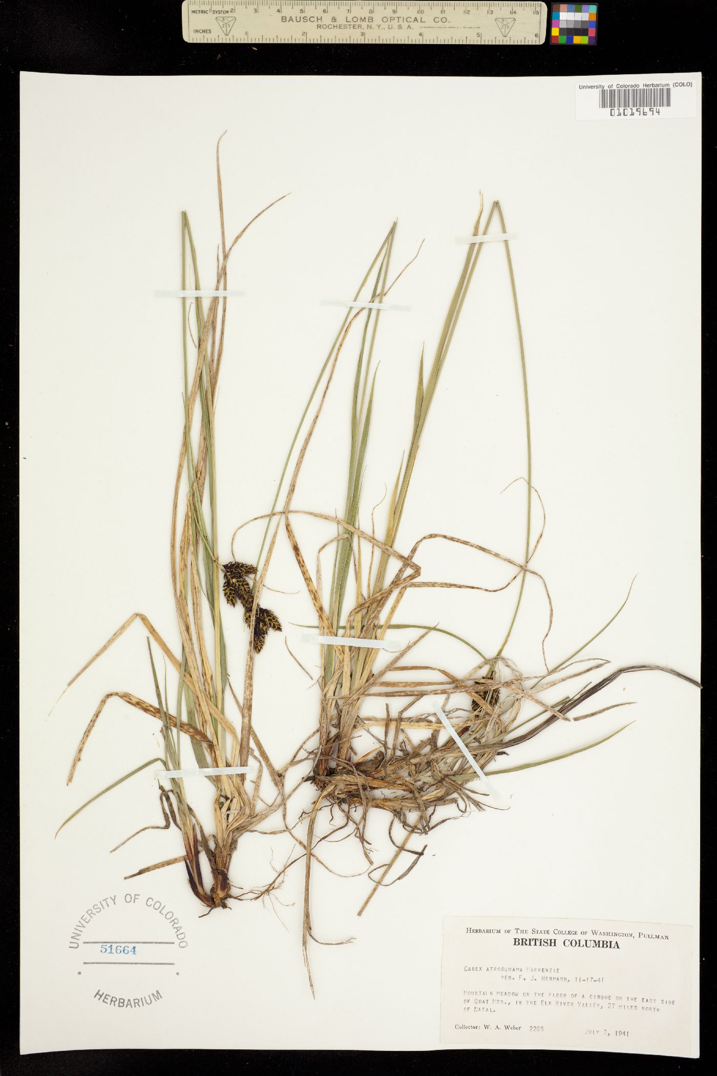 Carex atrosquama image