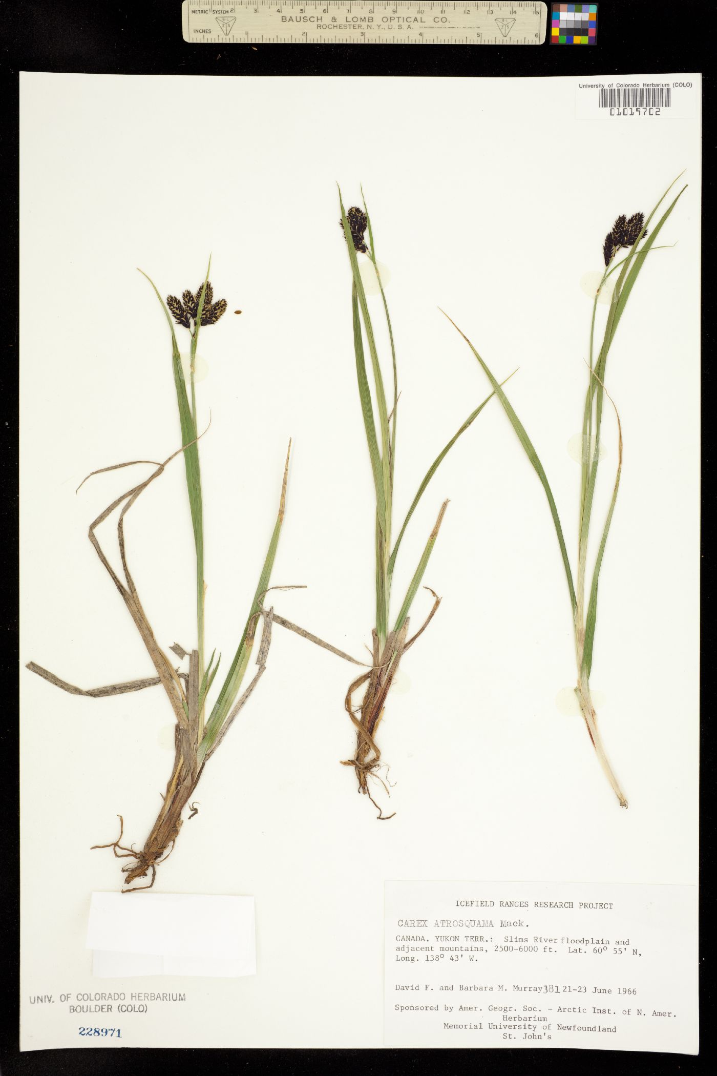 Carex atrosquama image