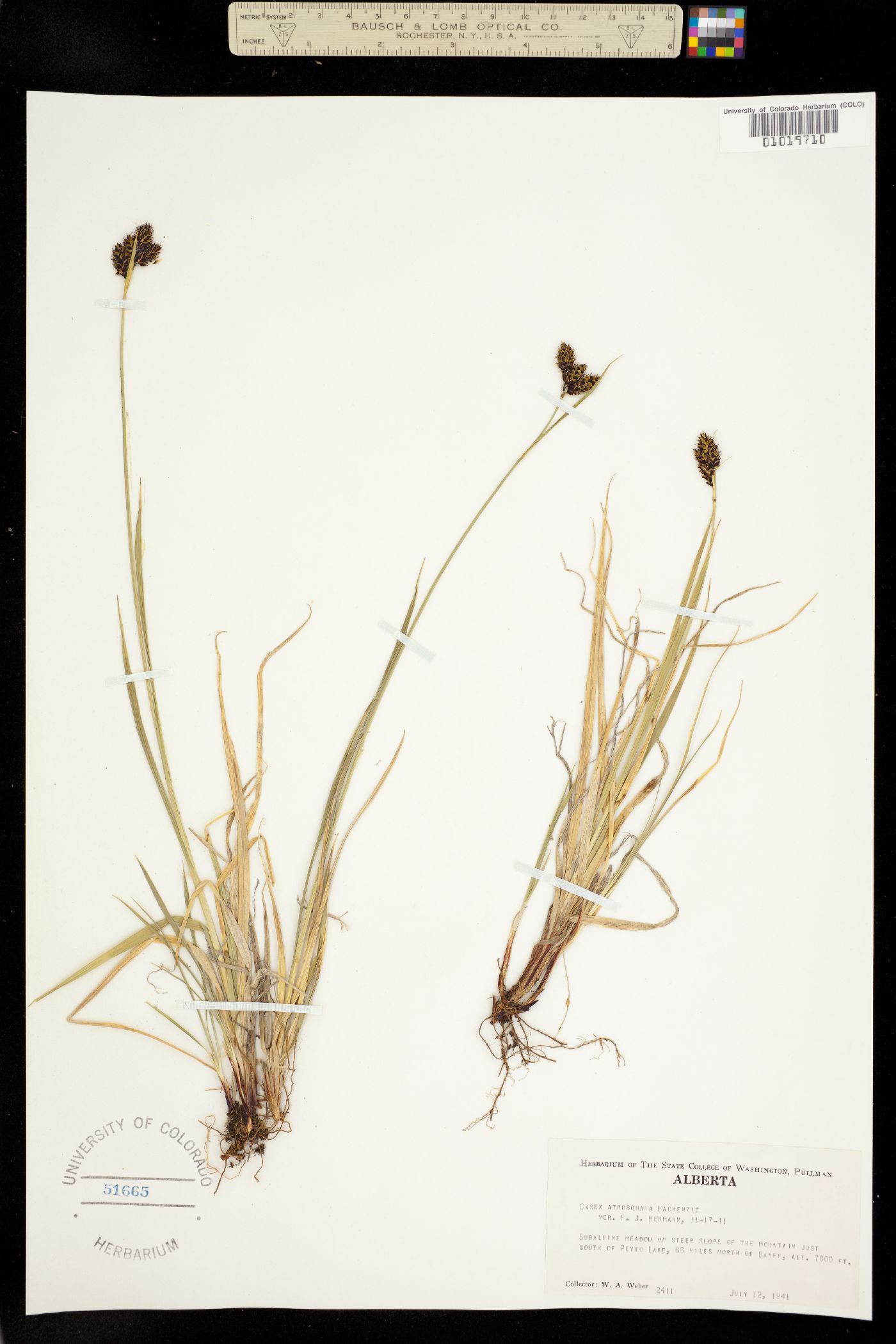 Carex atrosquama image