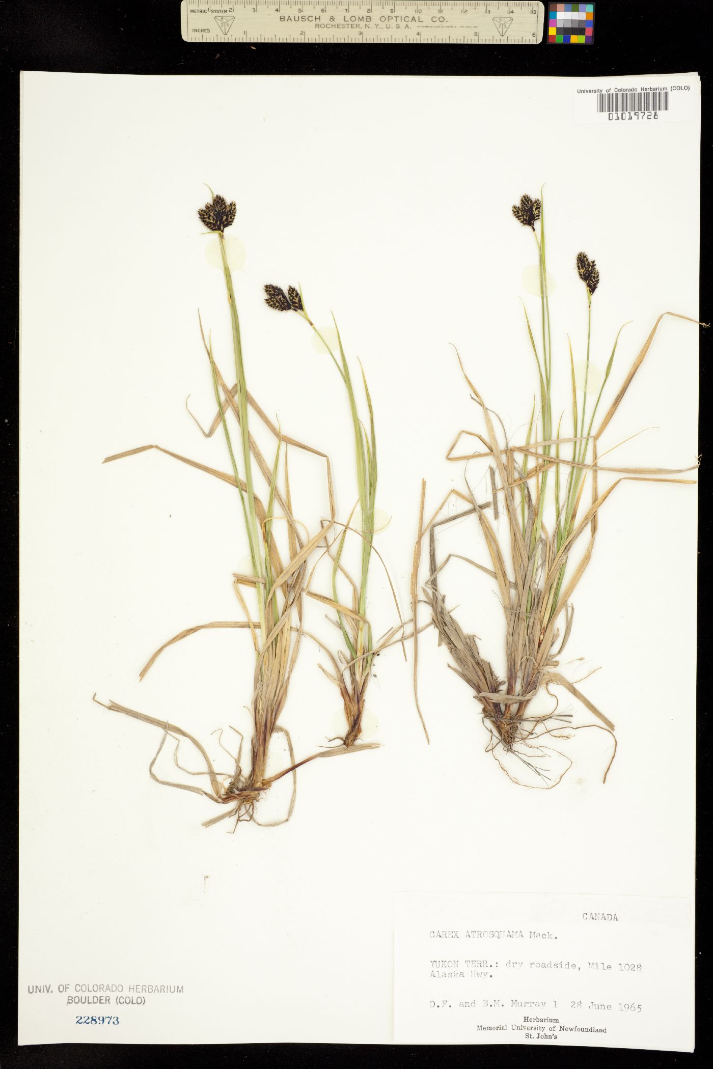 Carex atrosquama image