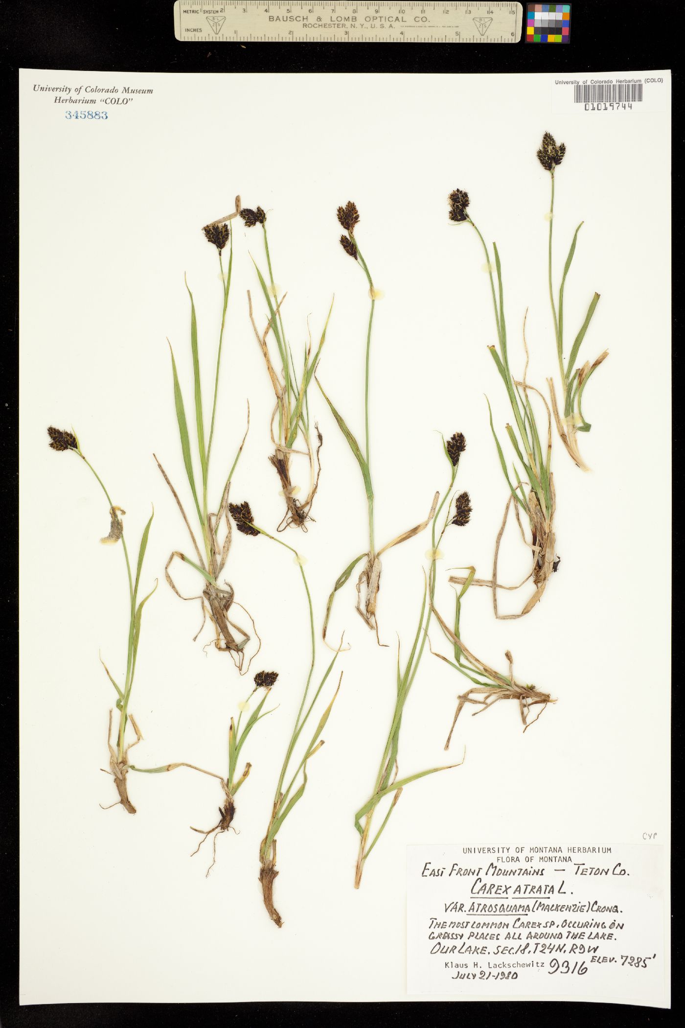 Carex atrosquama image