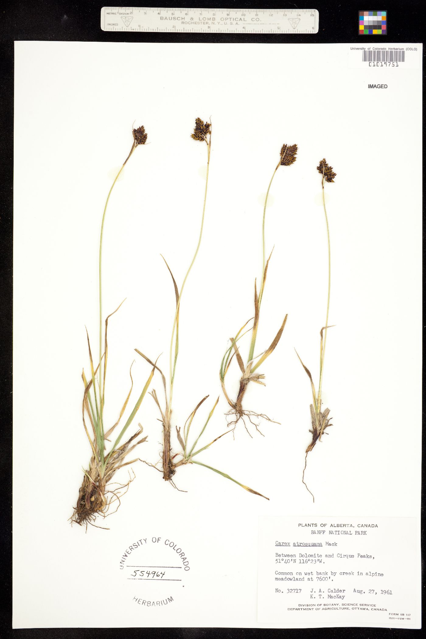 Carex atrosquama image