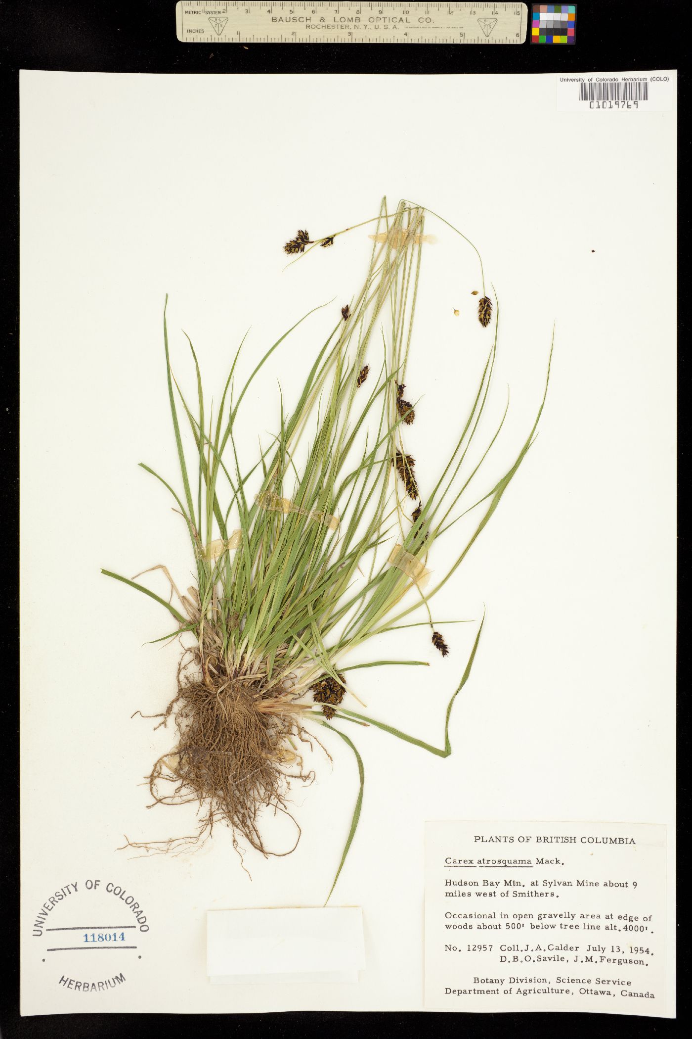 Carex atrosquama image