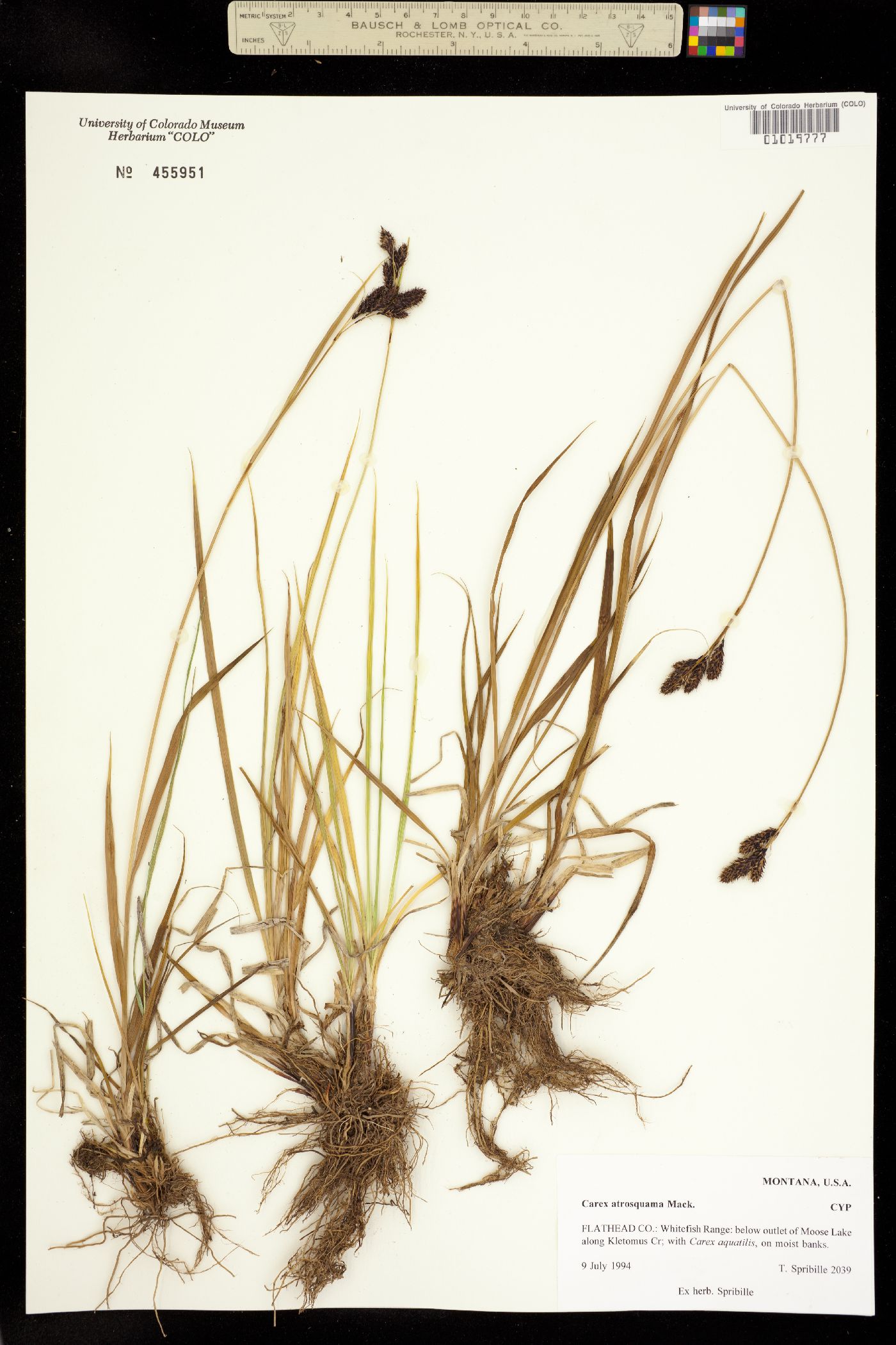 Carex atrosquama image