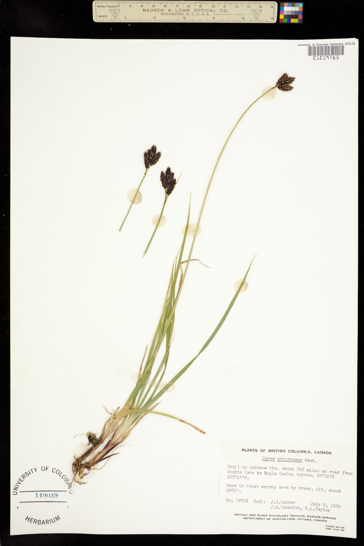 Carex atrosquama image