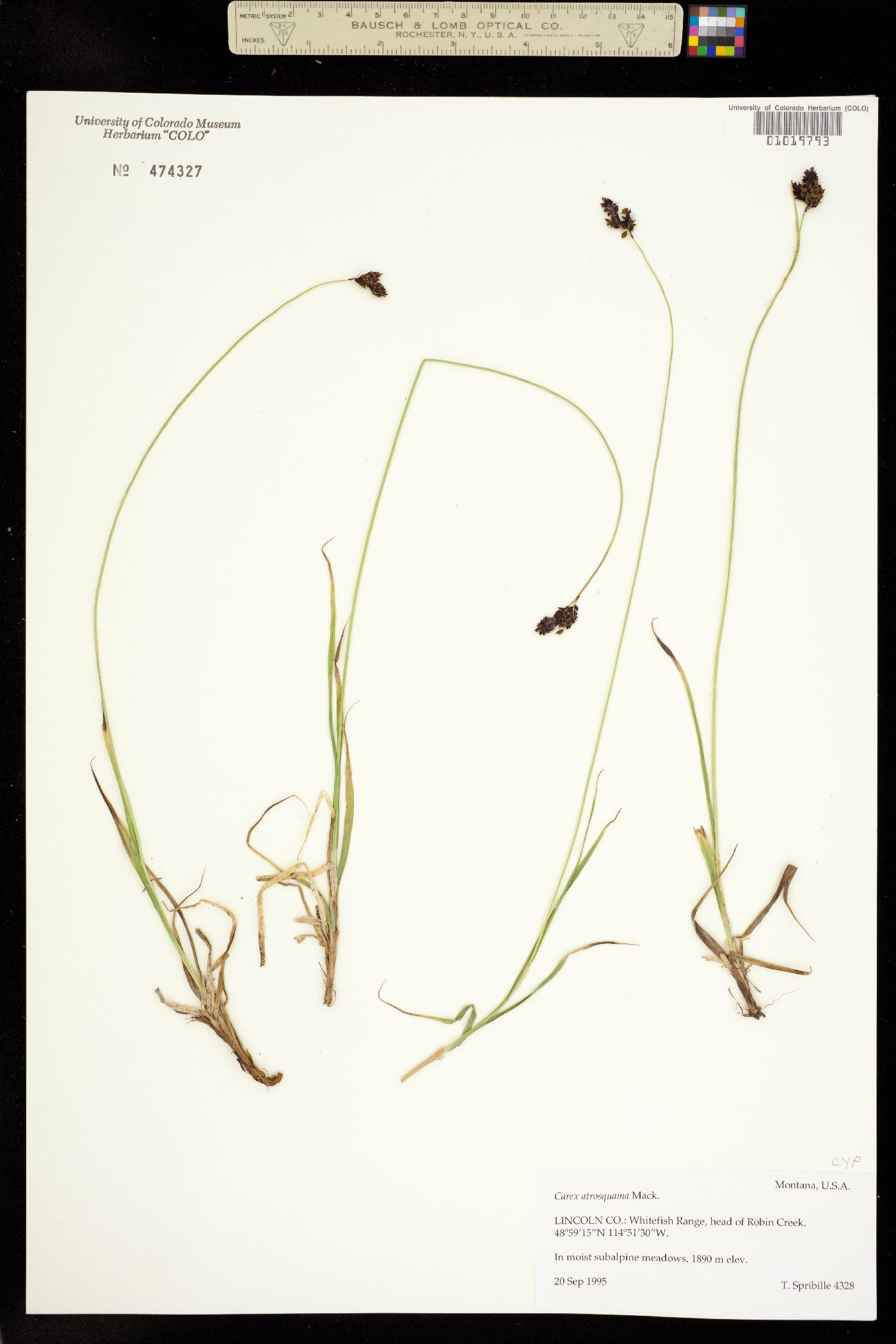 Carex atrosquama image