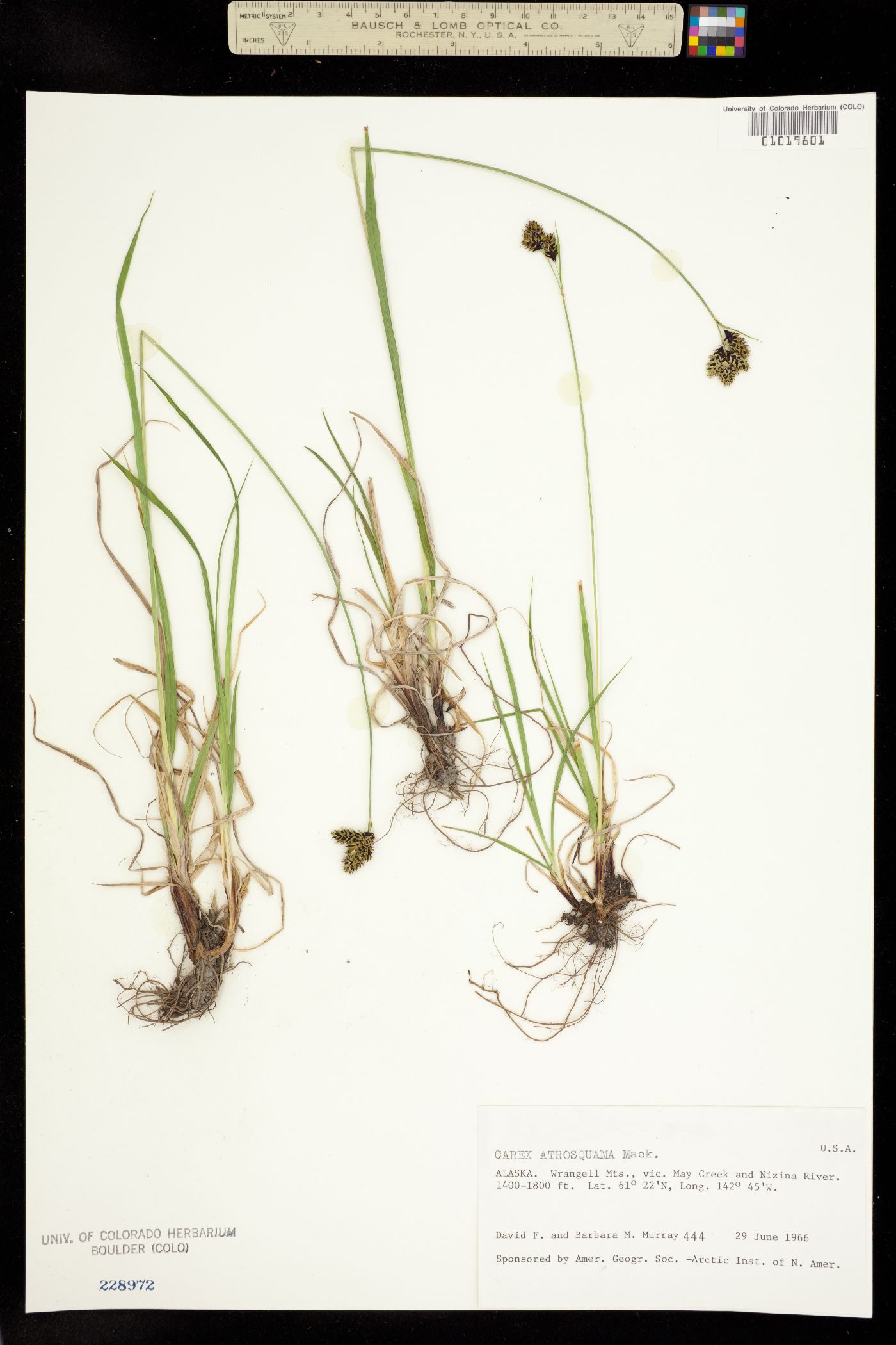 Carex atrosquama image
