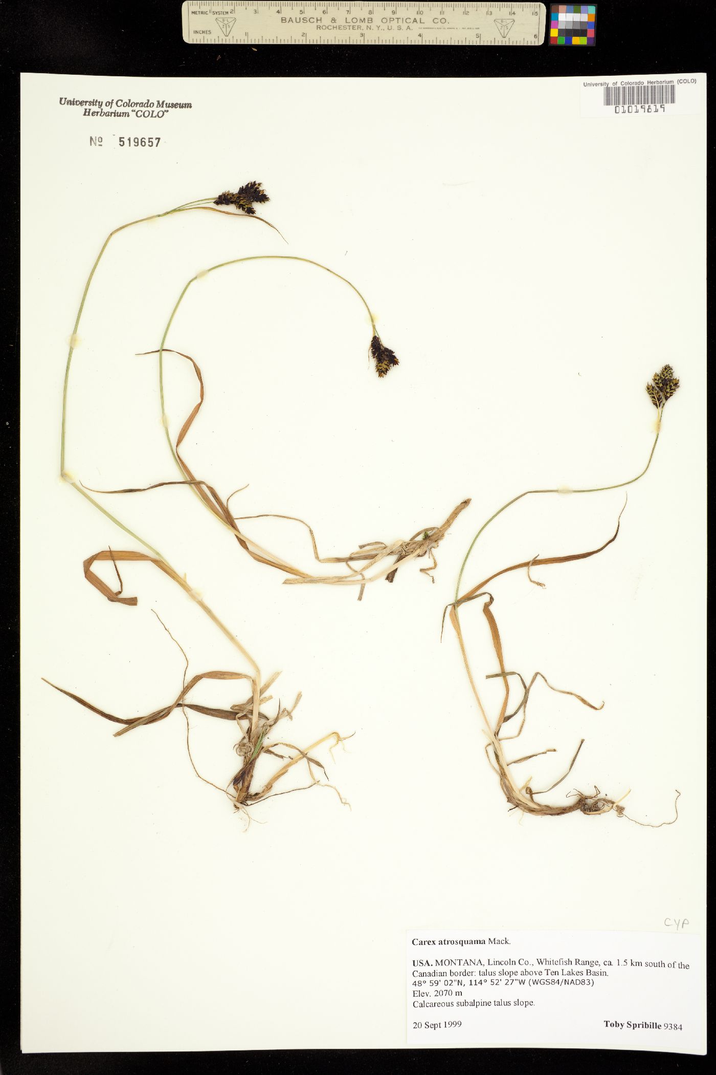 Carex atrosquama image