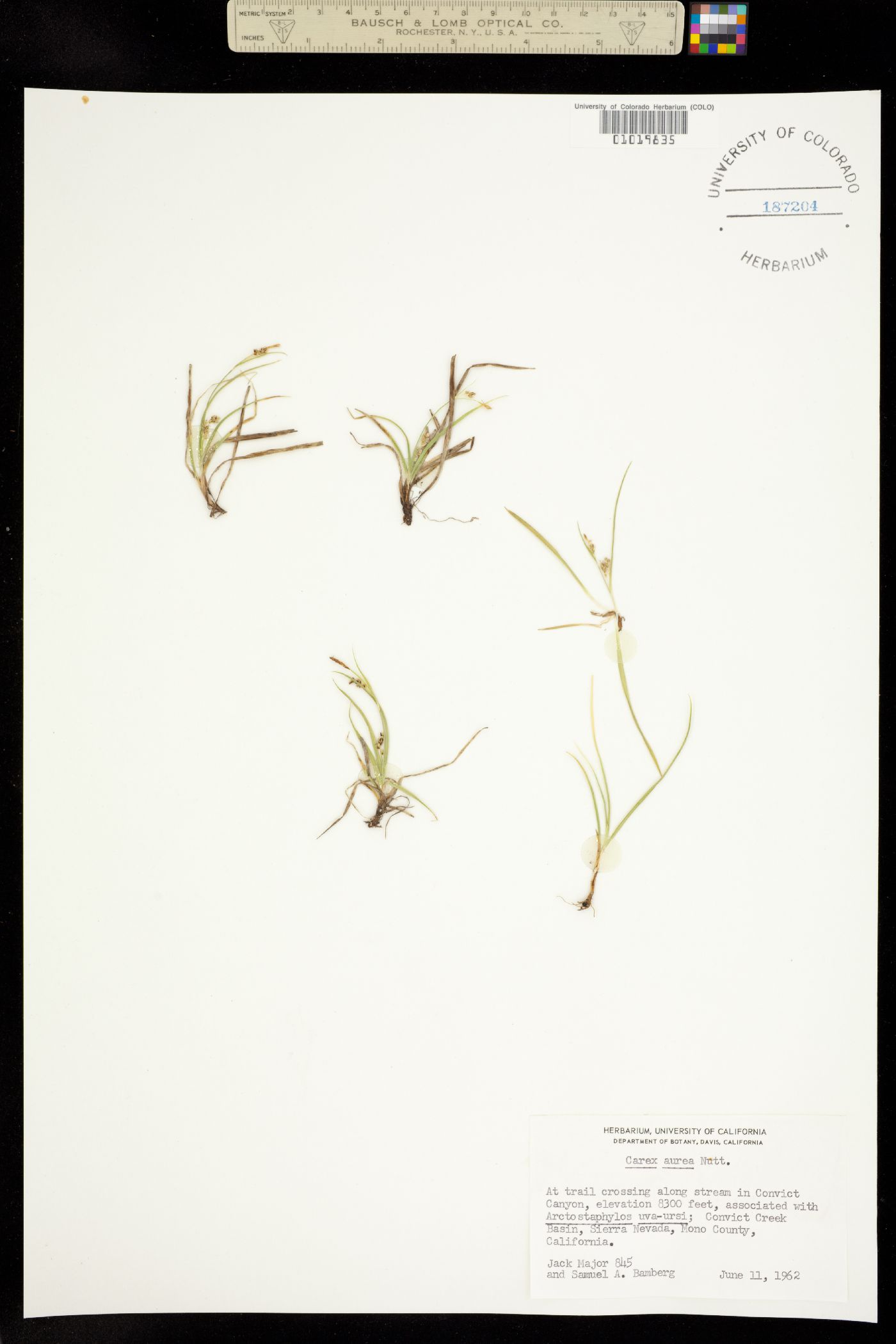 Carex aurea image