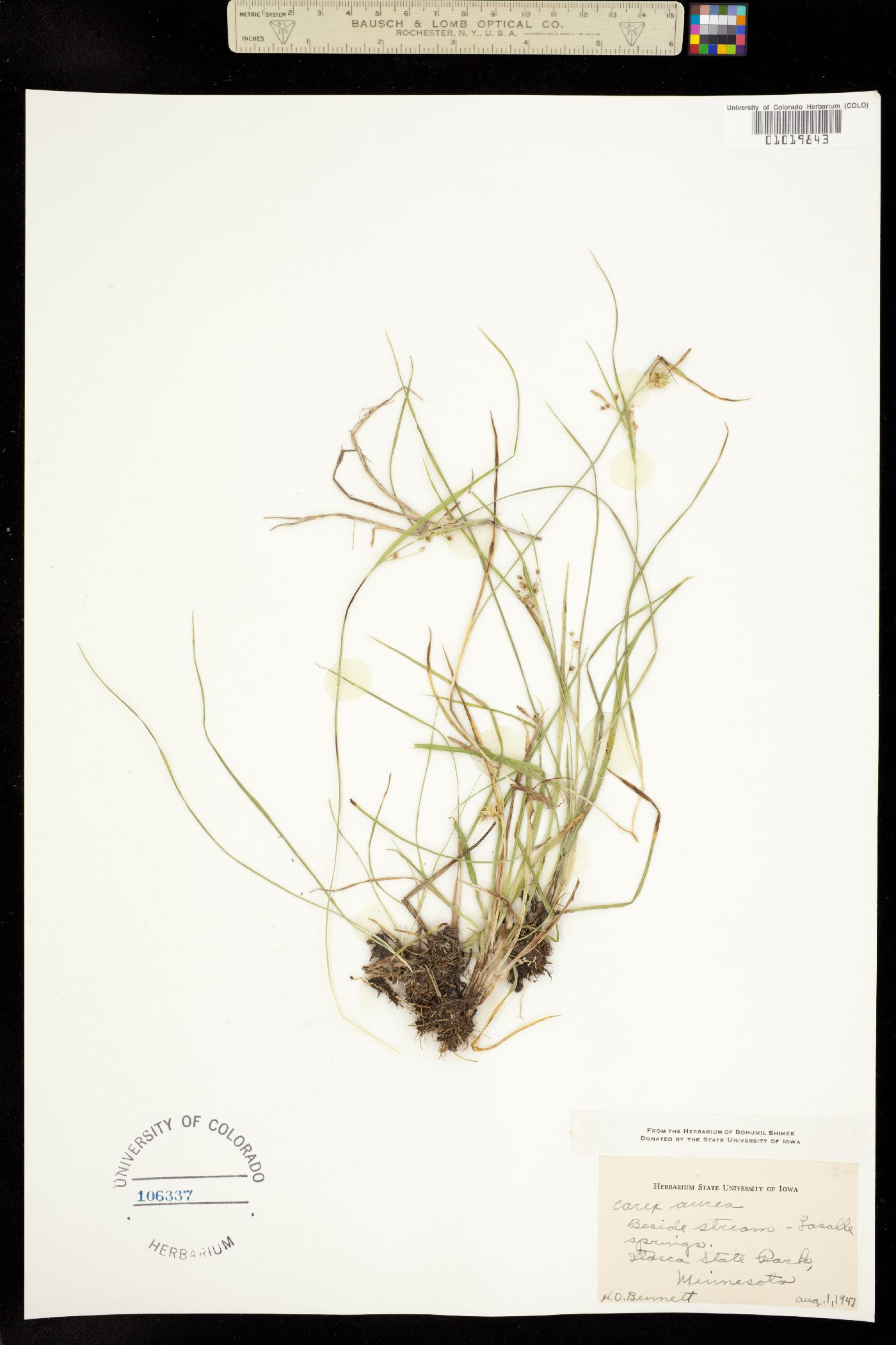Carex aurea image