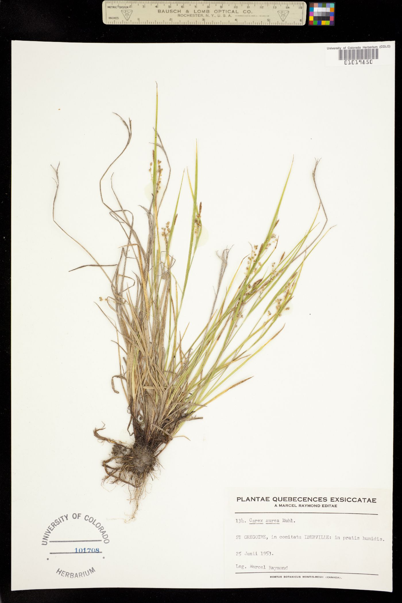 Carex aurea image