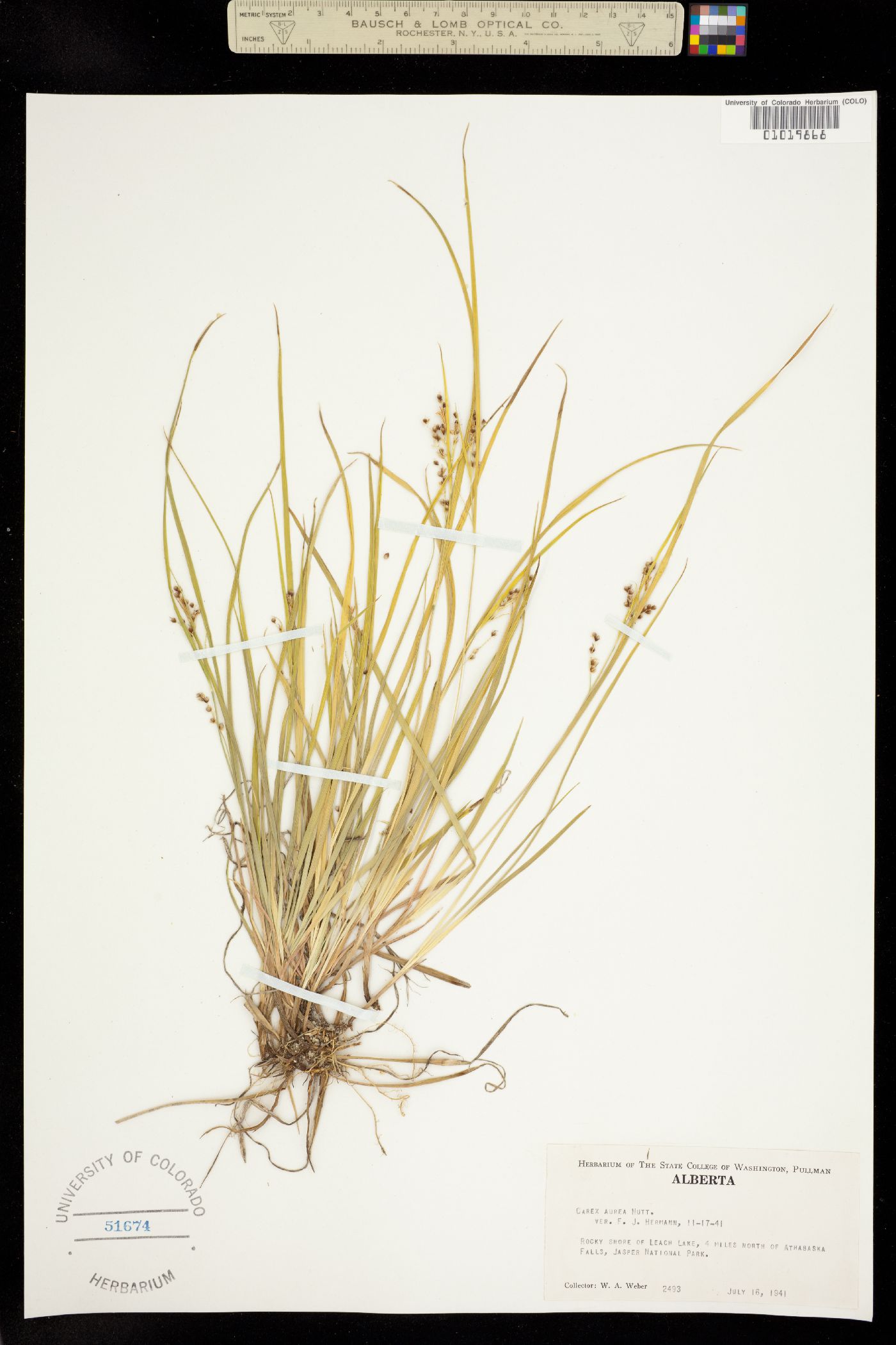 Carex aurea image