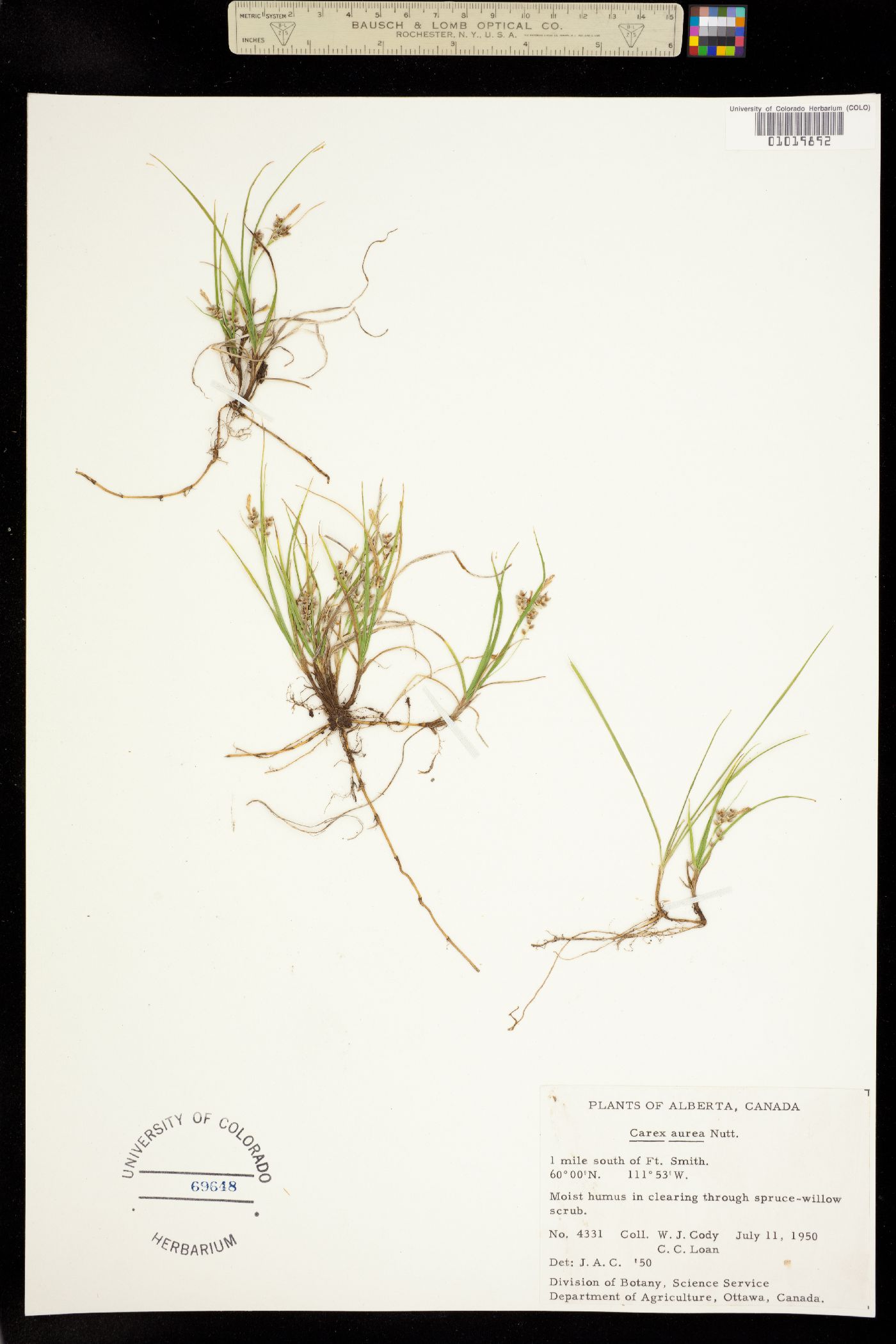 Carex aurea image