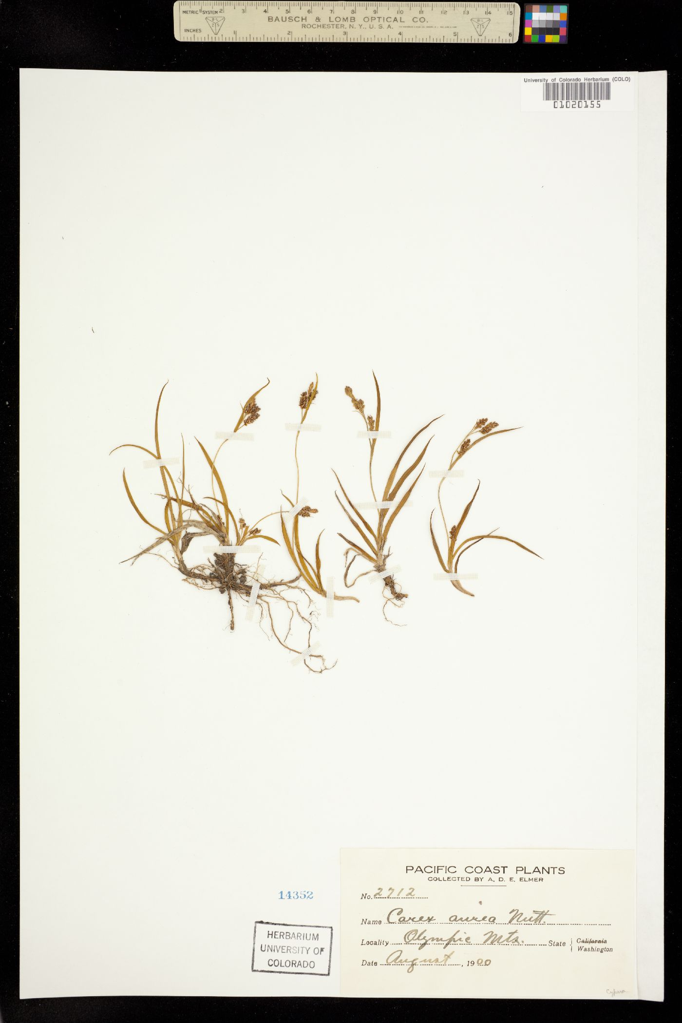 Carex aurea image