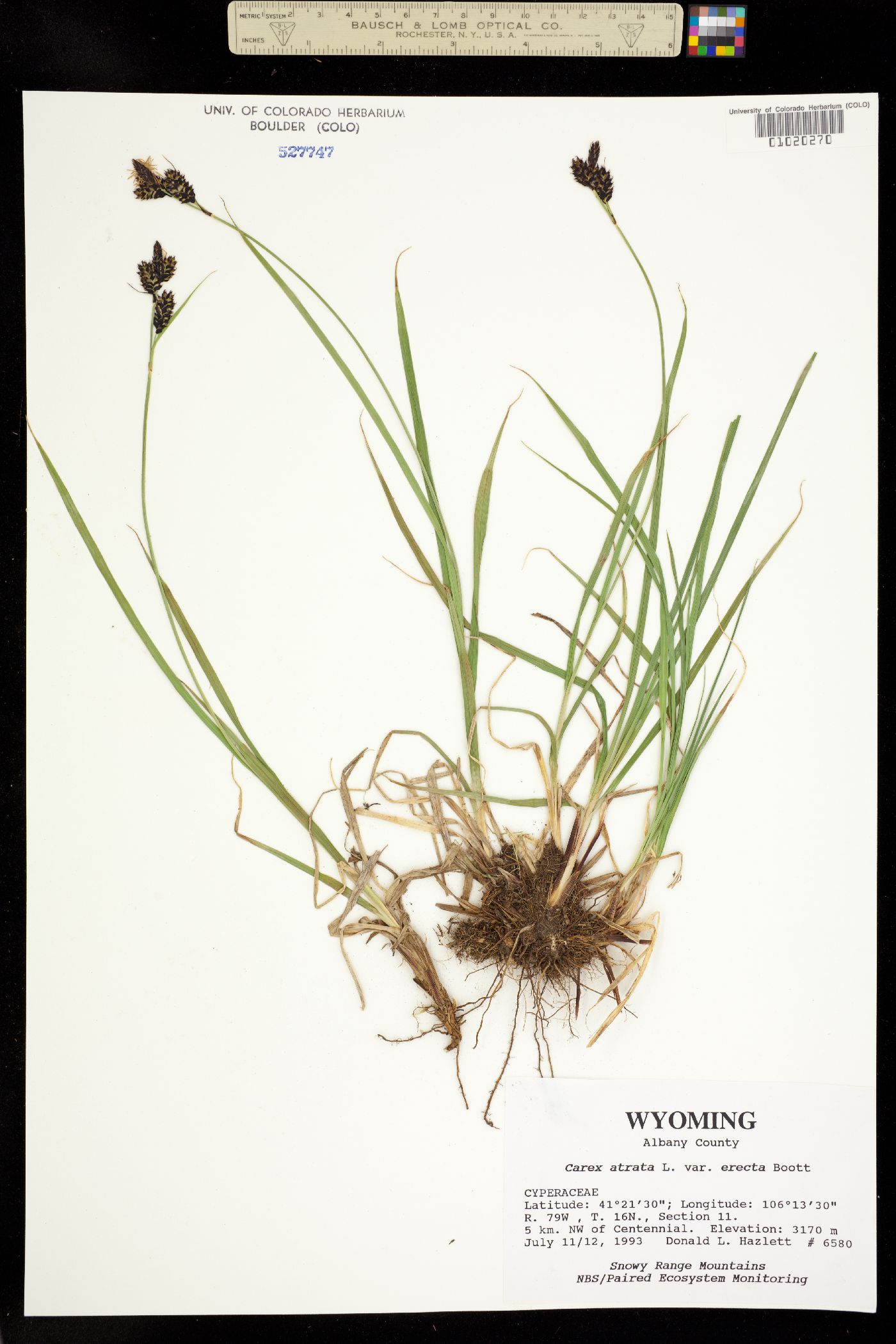 Carex atrata image