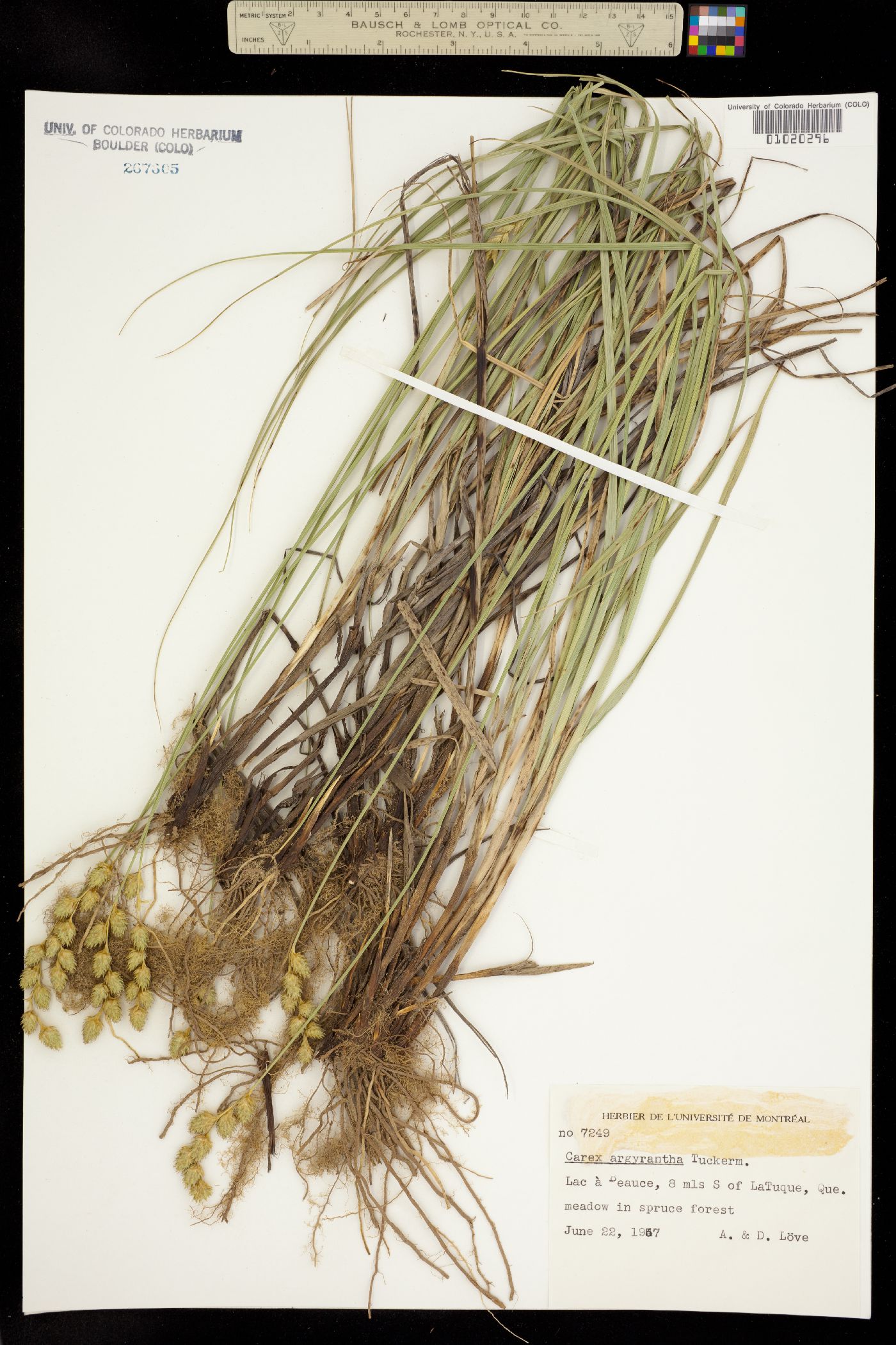 Carex argyrantha image