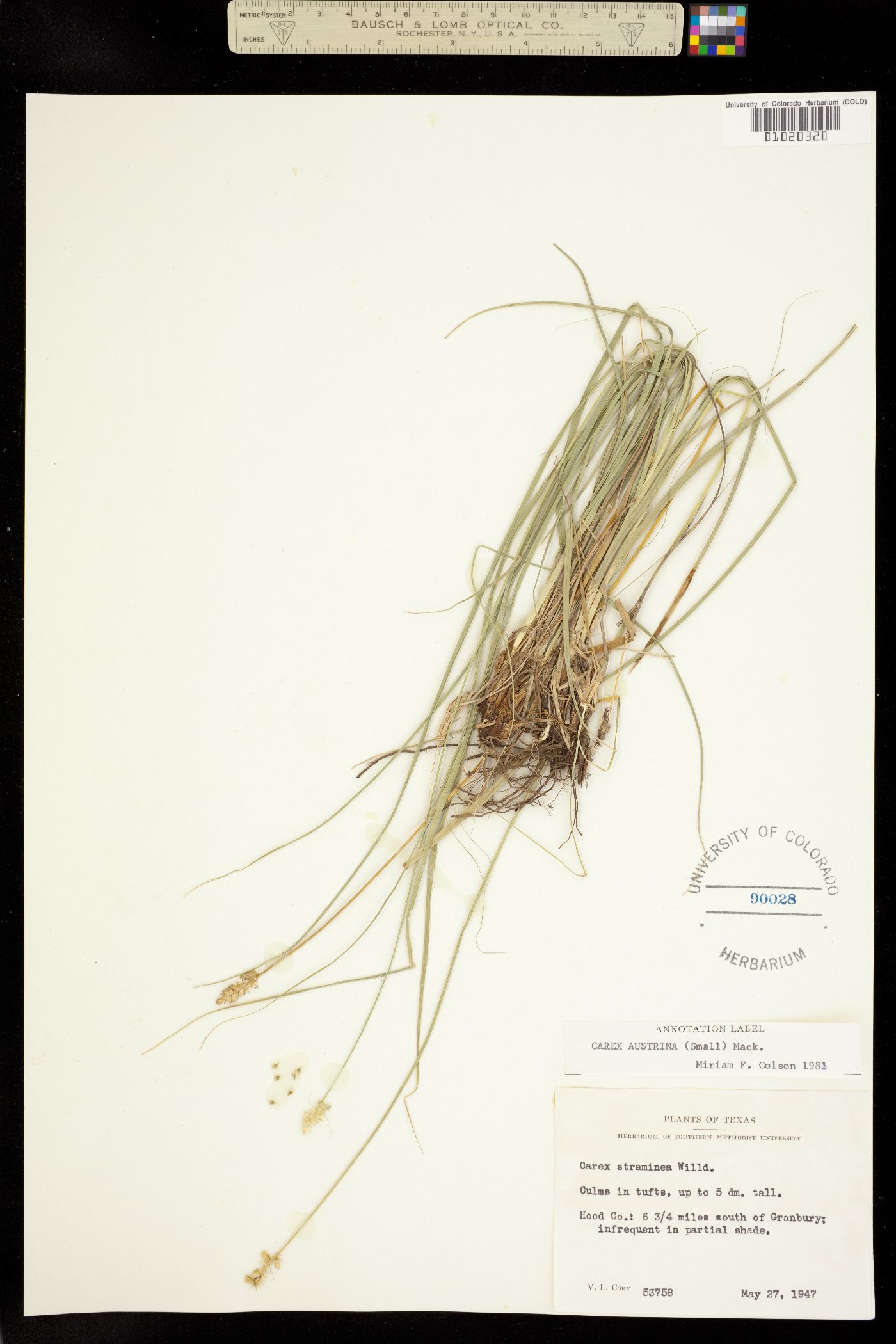 Carex austrina image