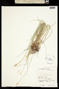 Image of Carex austrina
