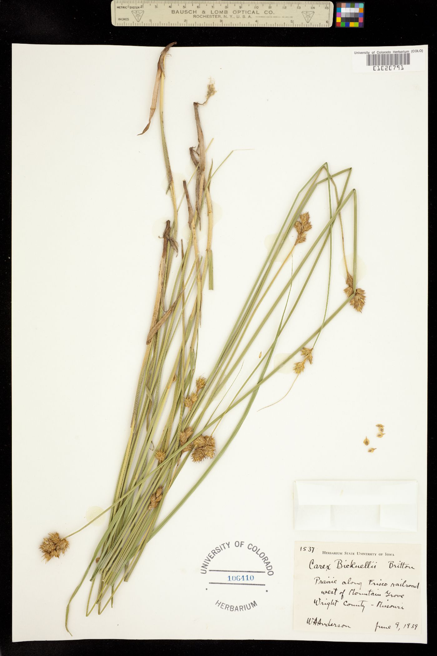 Carex bicknellii image