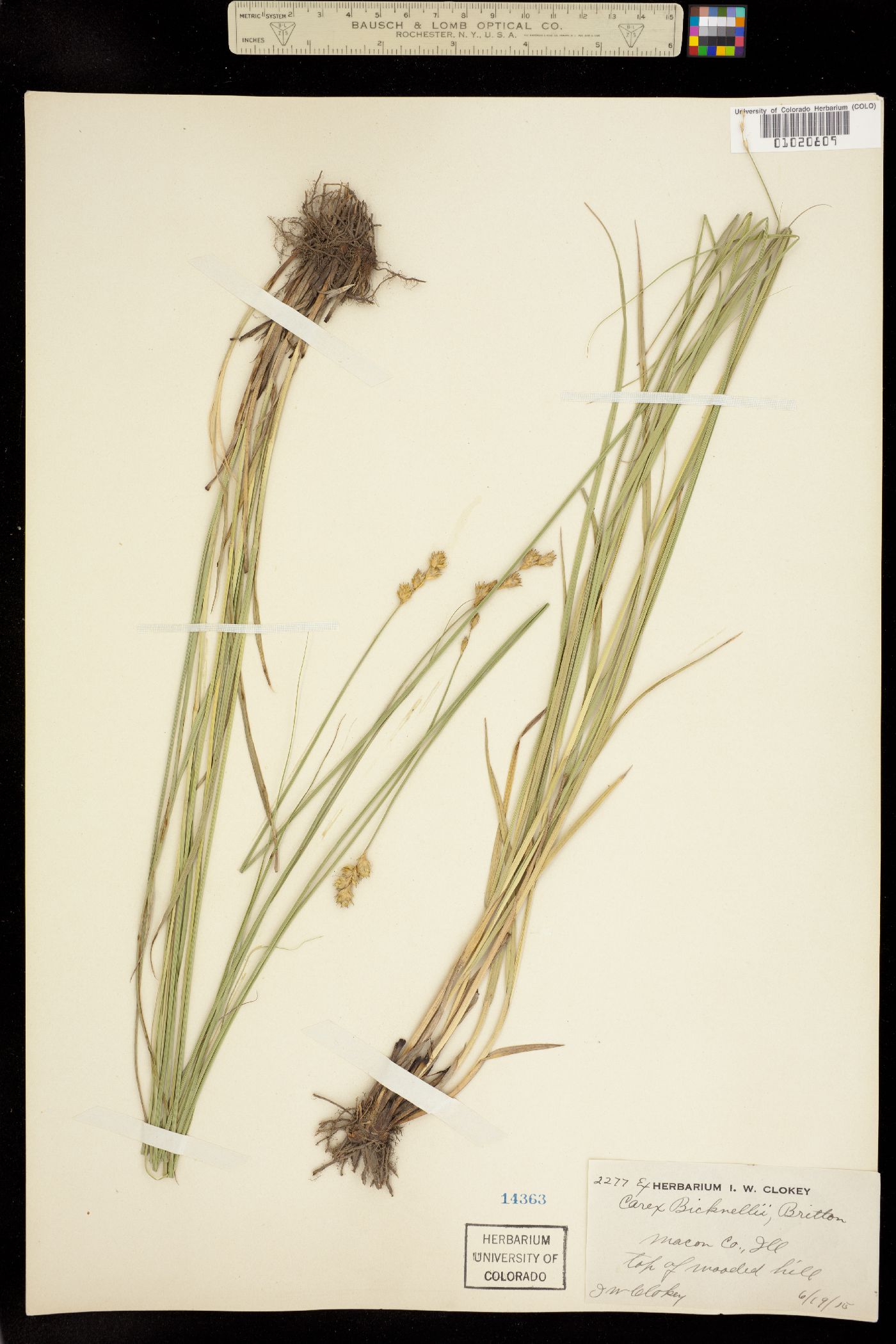 Carex bicknellii image