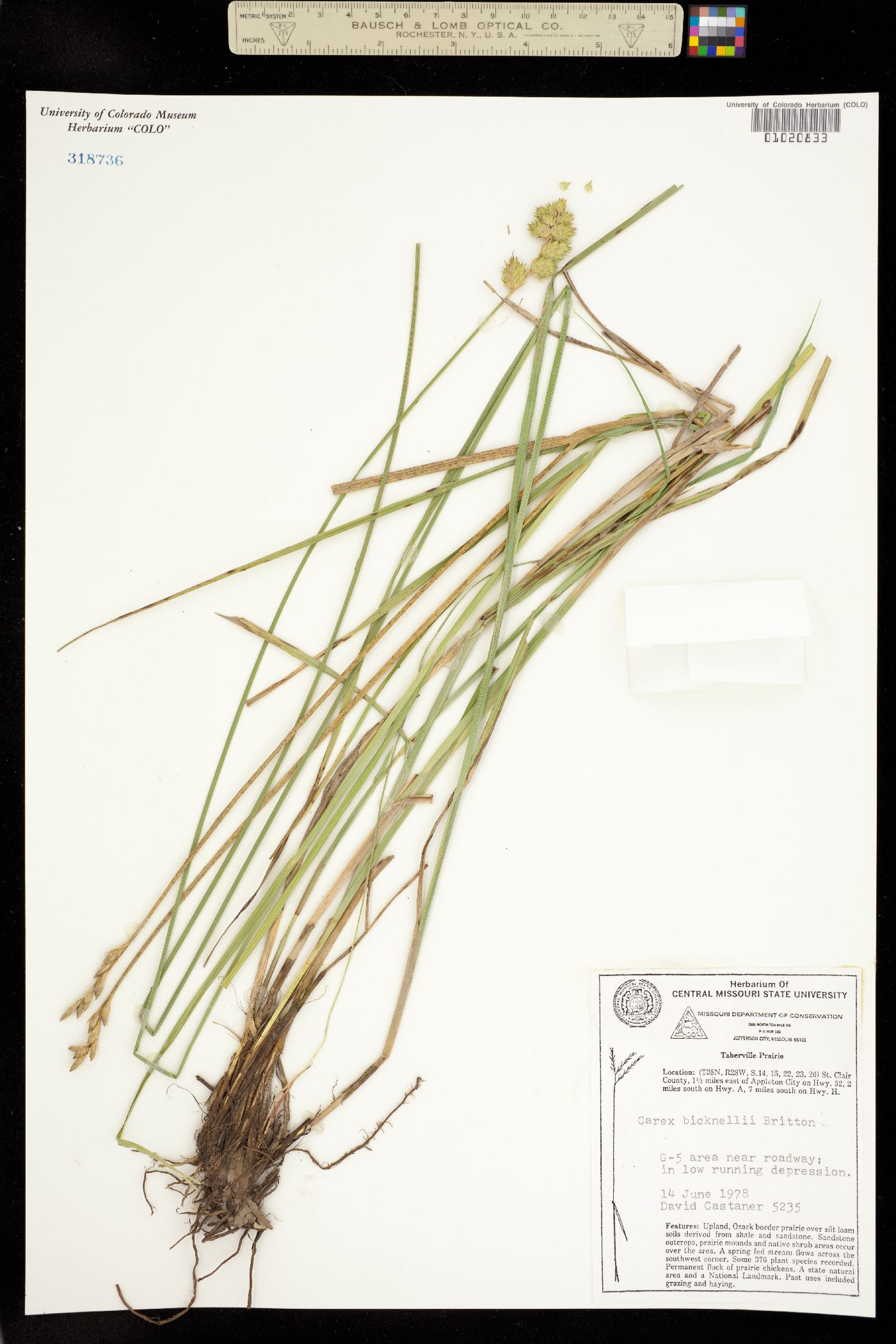 Carex bicknellii image