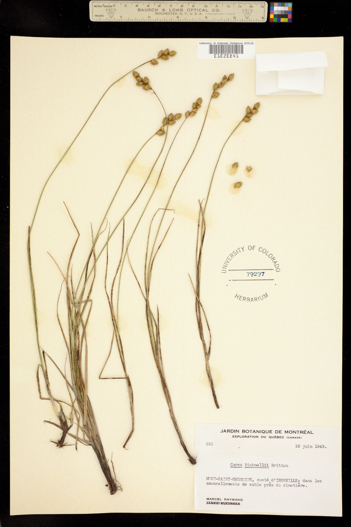 Carex bicknellii image