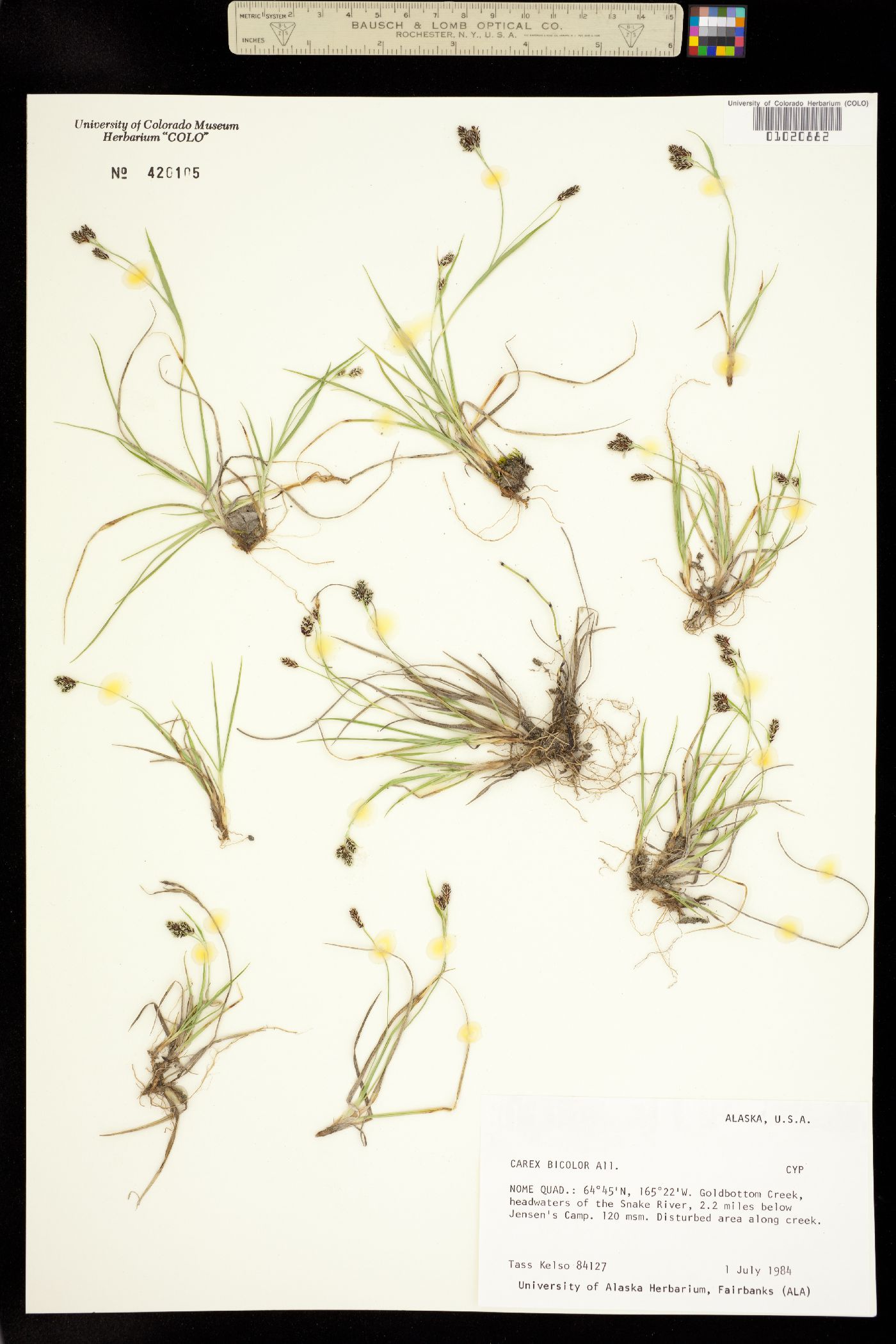 Carex bicolor image