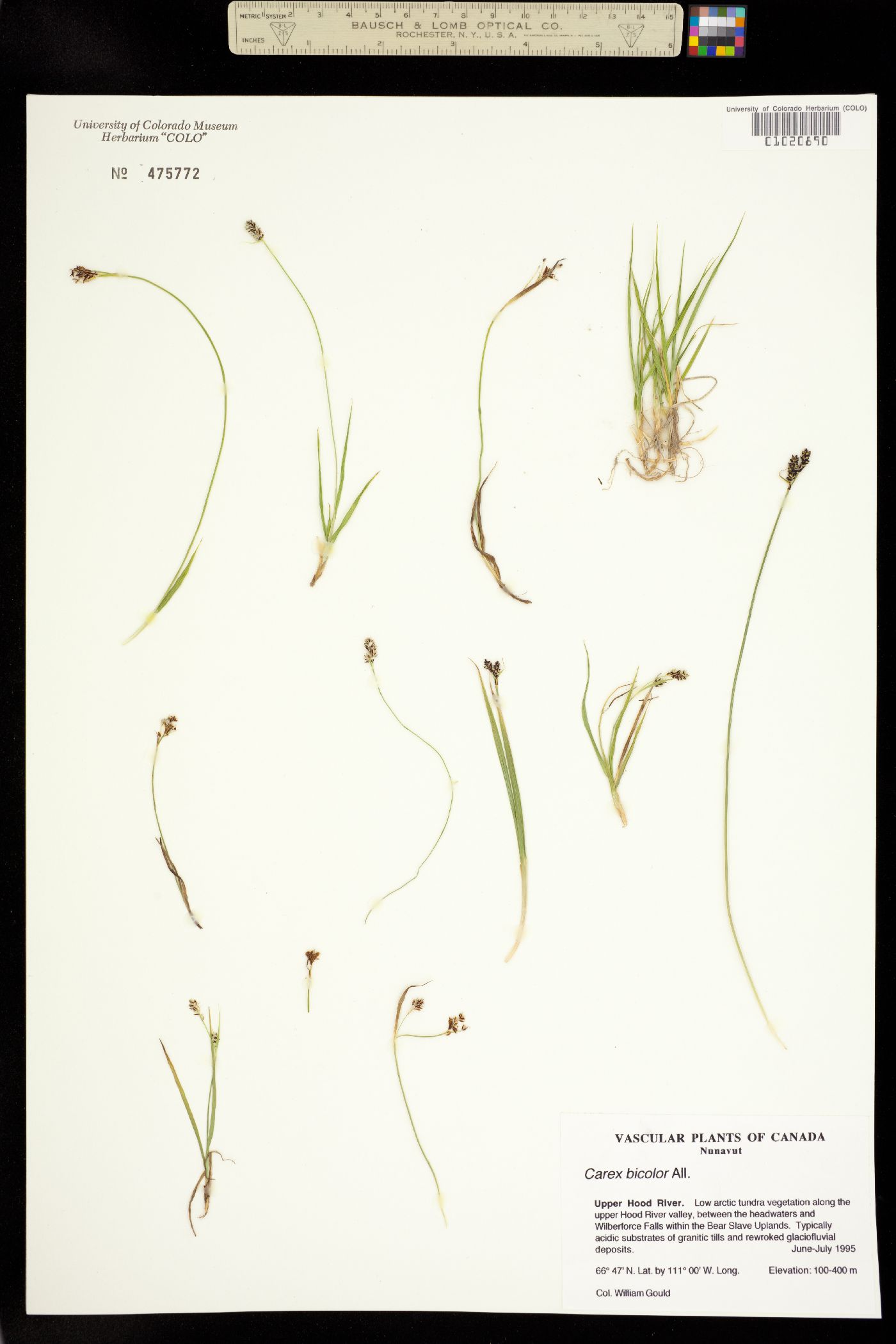 Carex bicolor image