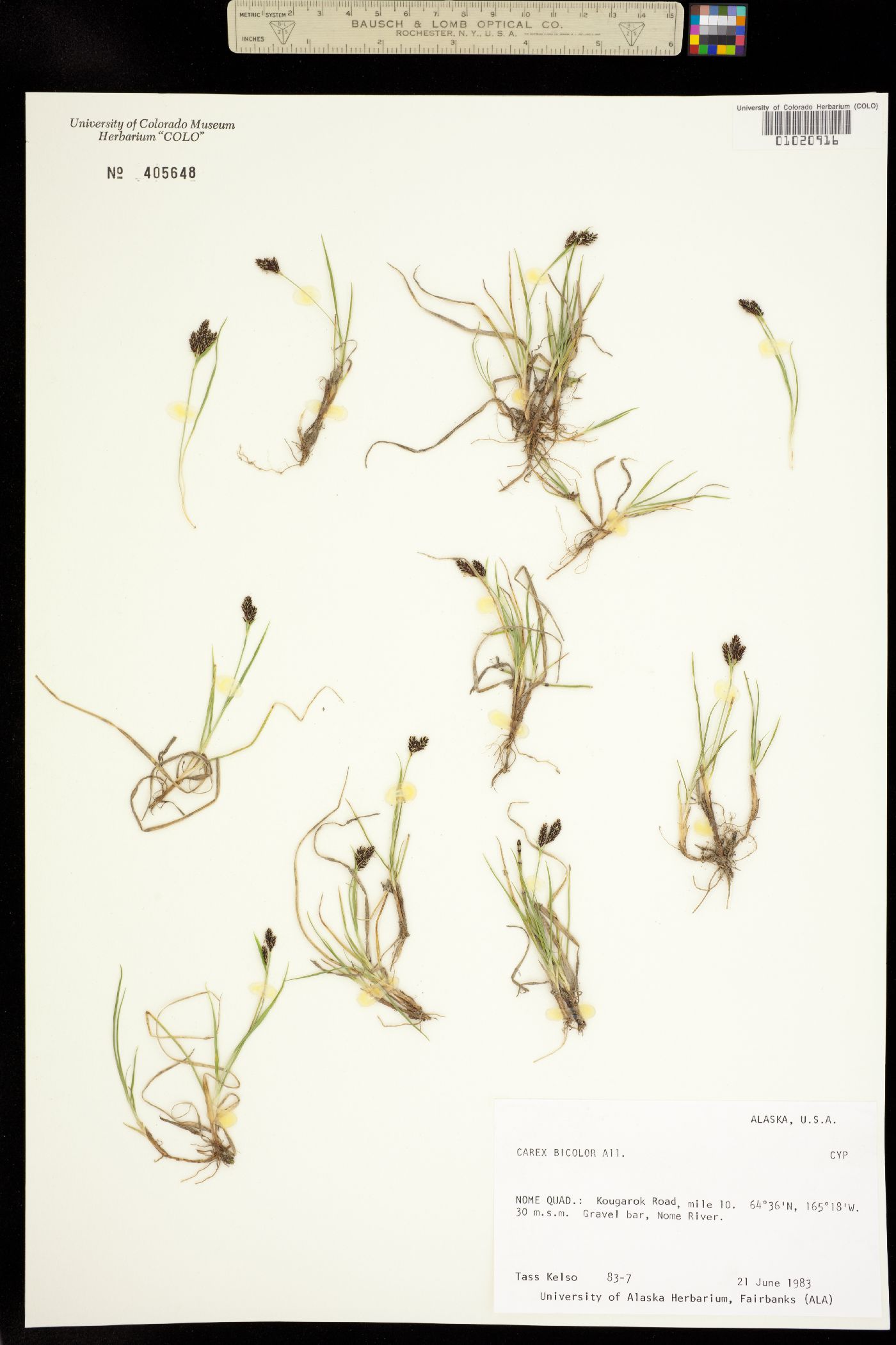 Carex bicolor image