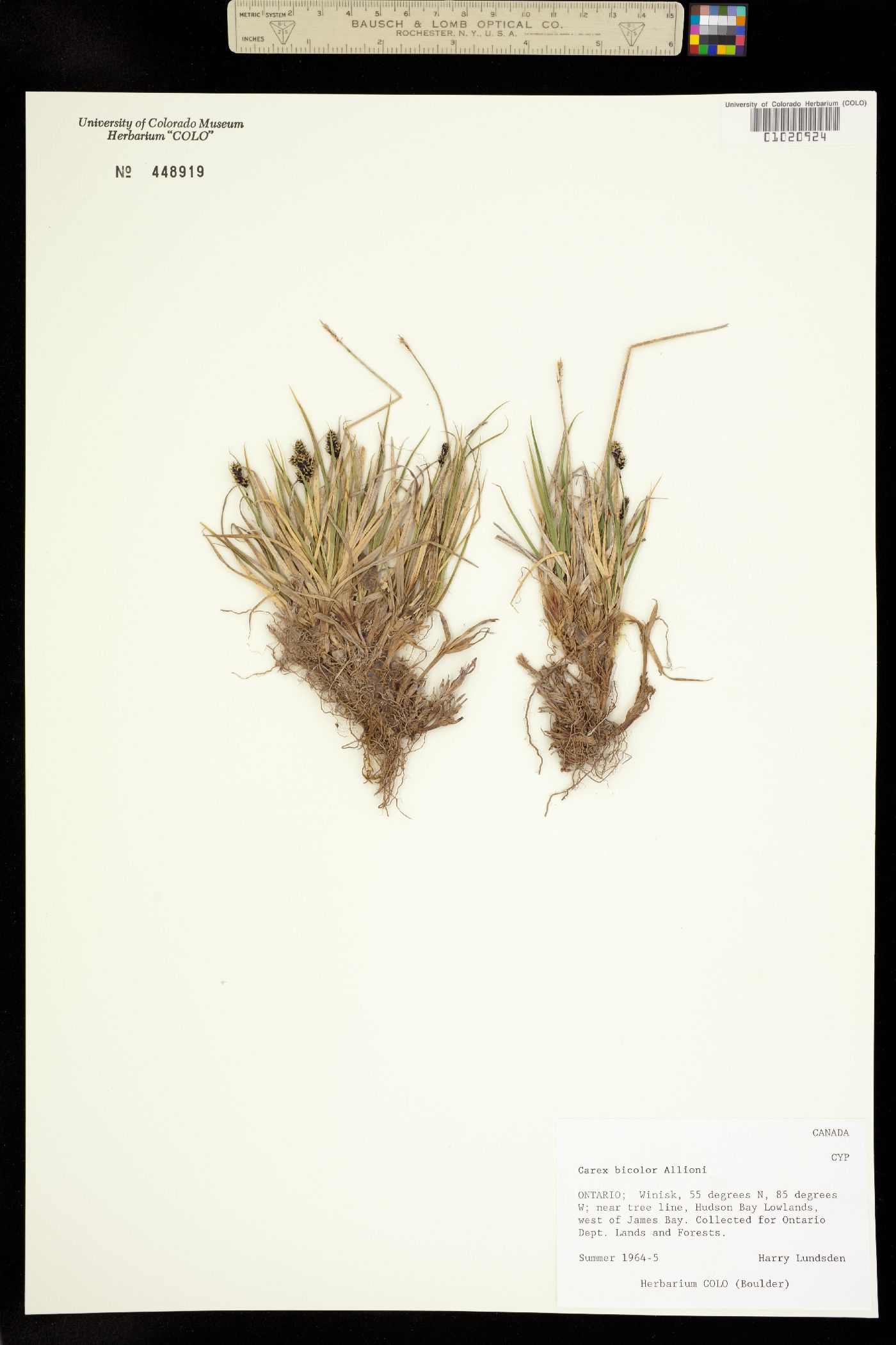 Carex bicolor image