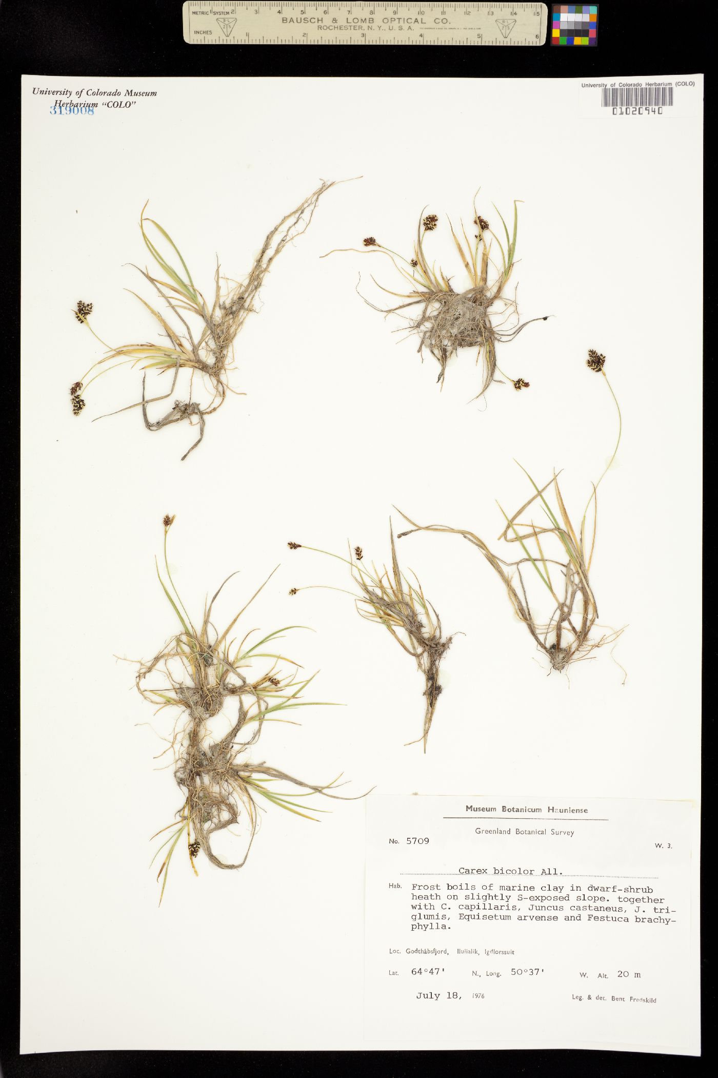 Carex bicolor image