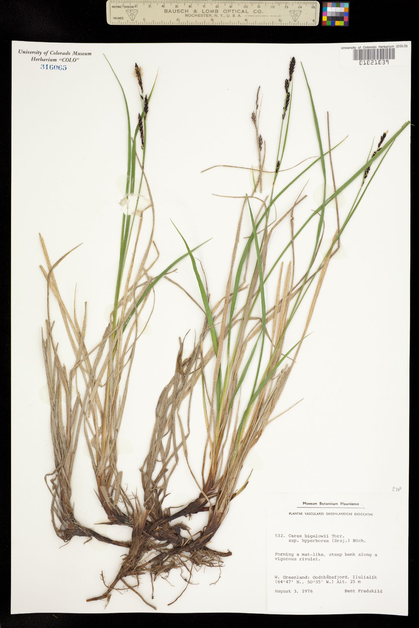 Carex bigelowii image