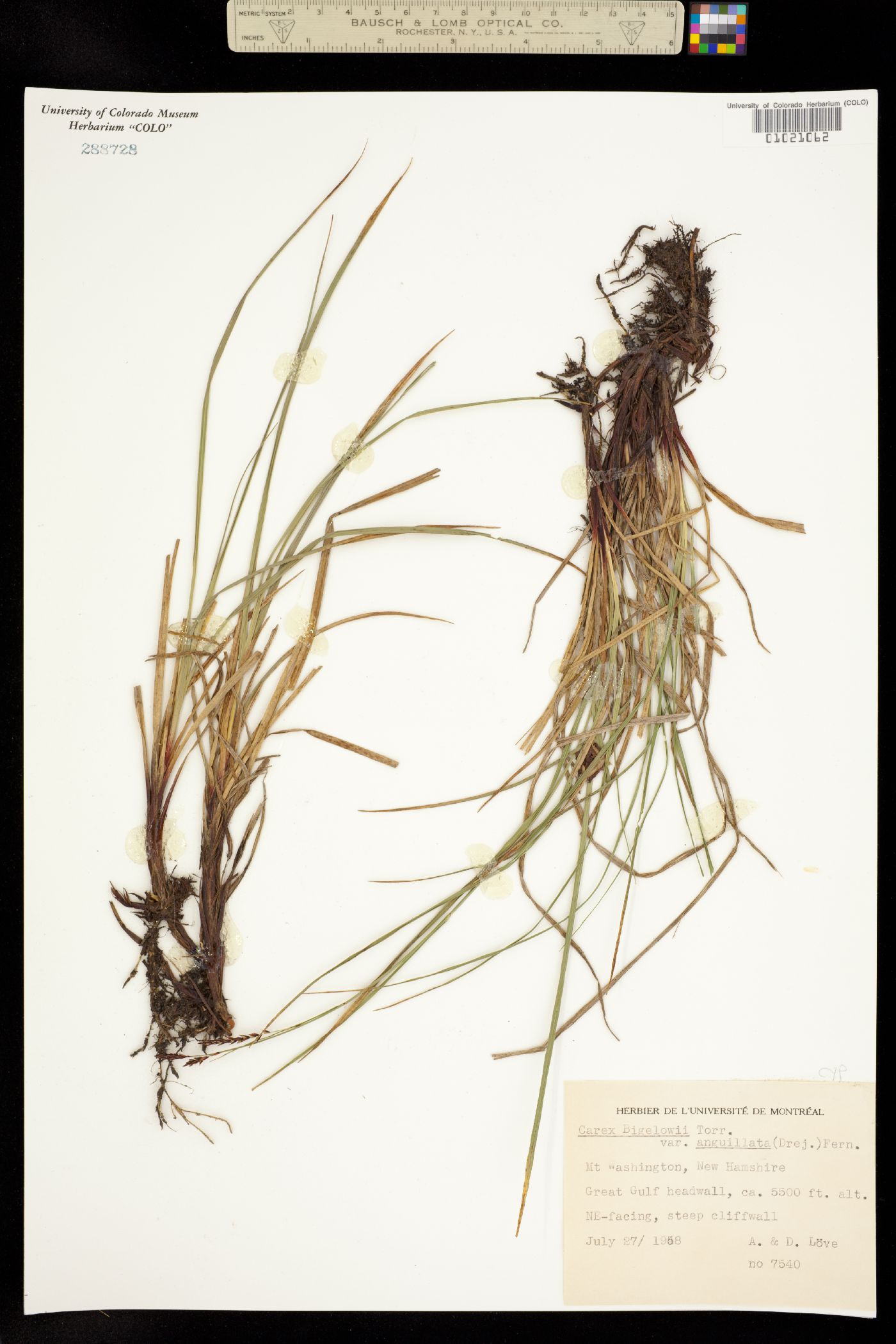 Carex bigelowii image