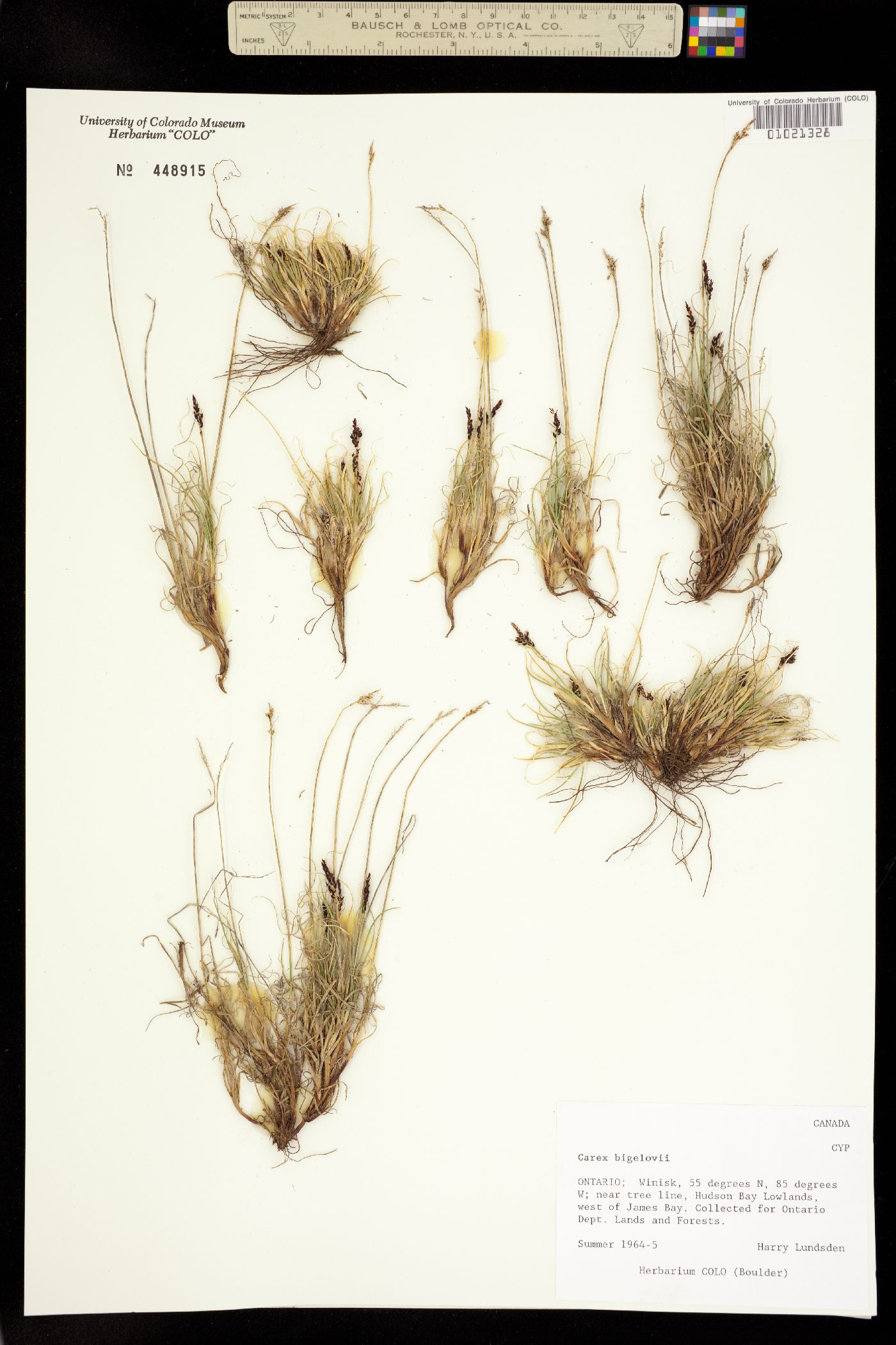 Carex bigelowii image
