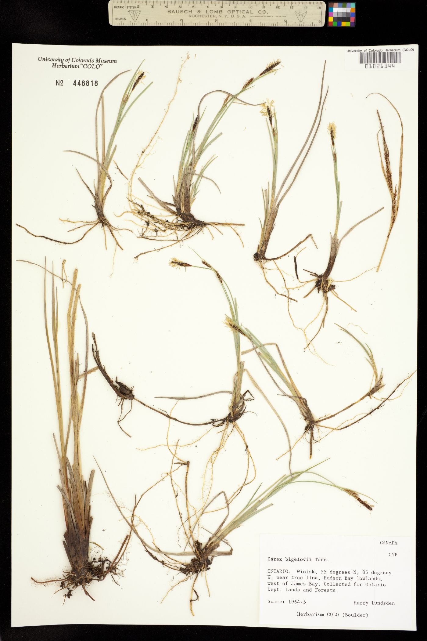 Carex bigelowii image
