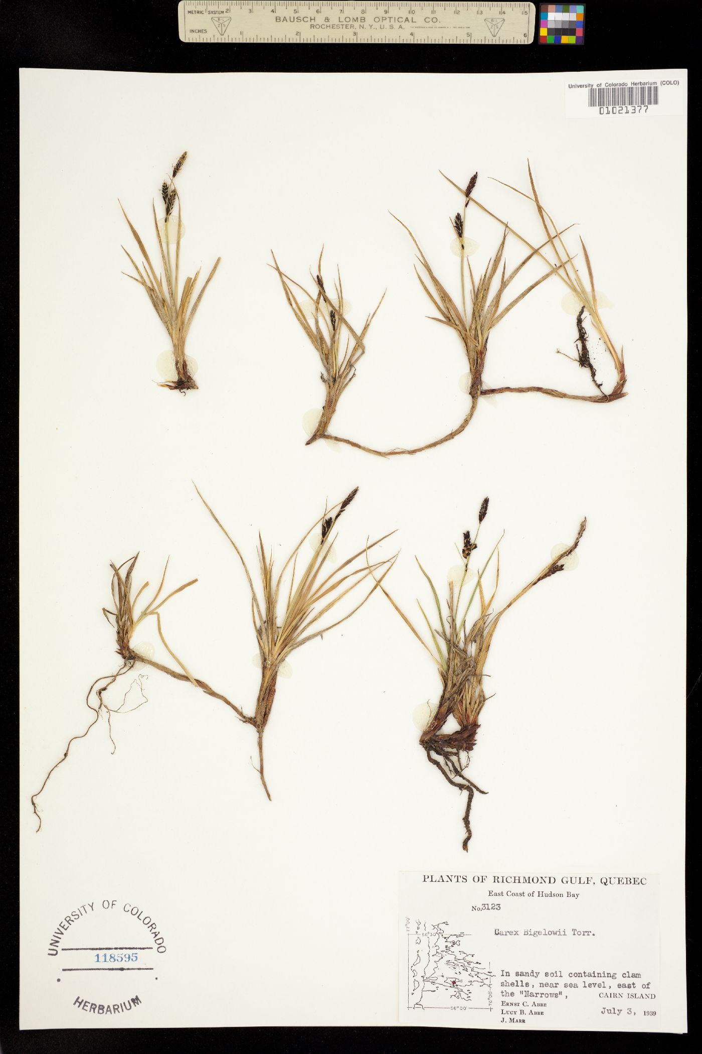 Carex bigelowii image