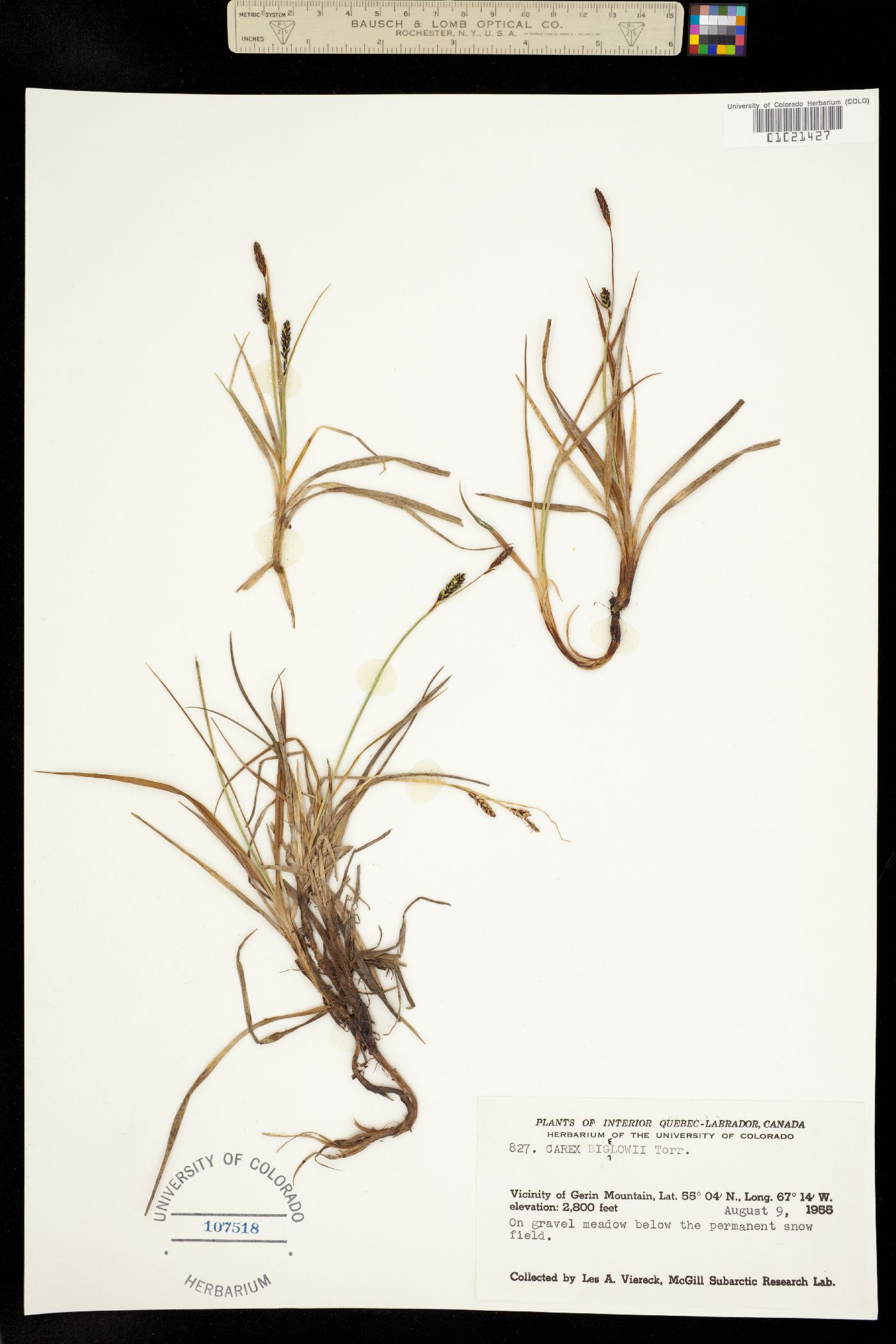 Carex bigelowii image