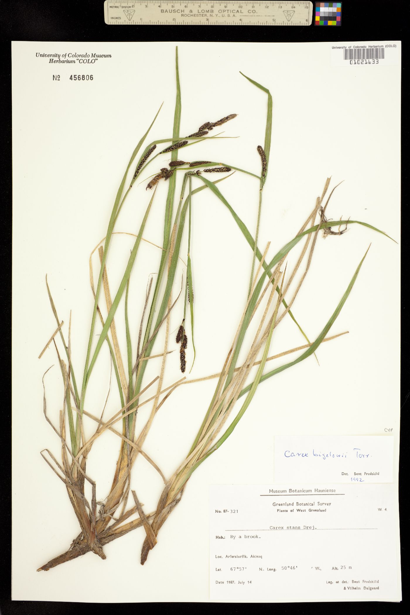 Carex bigelowii image