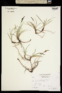Image of Carex bigelowii