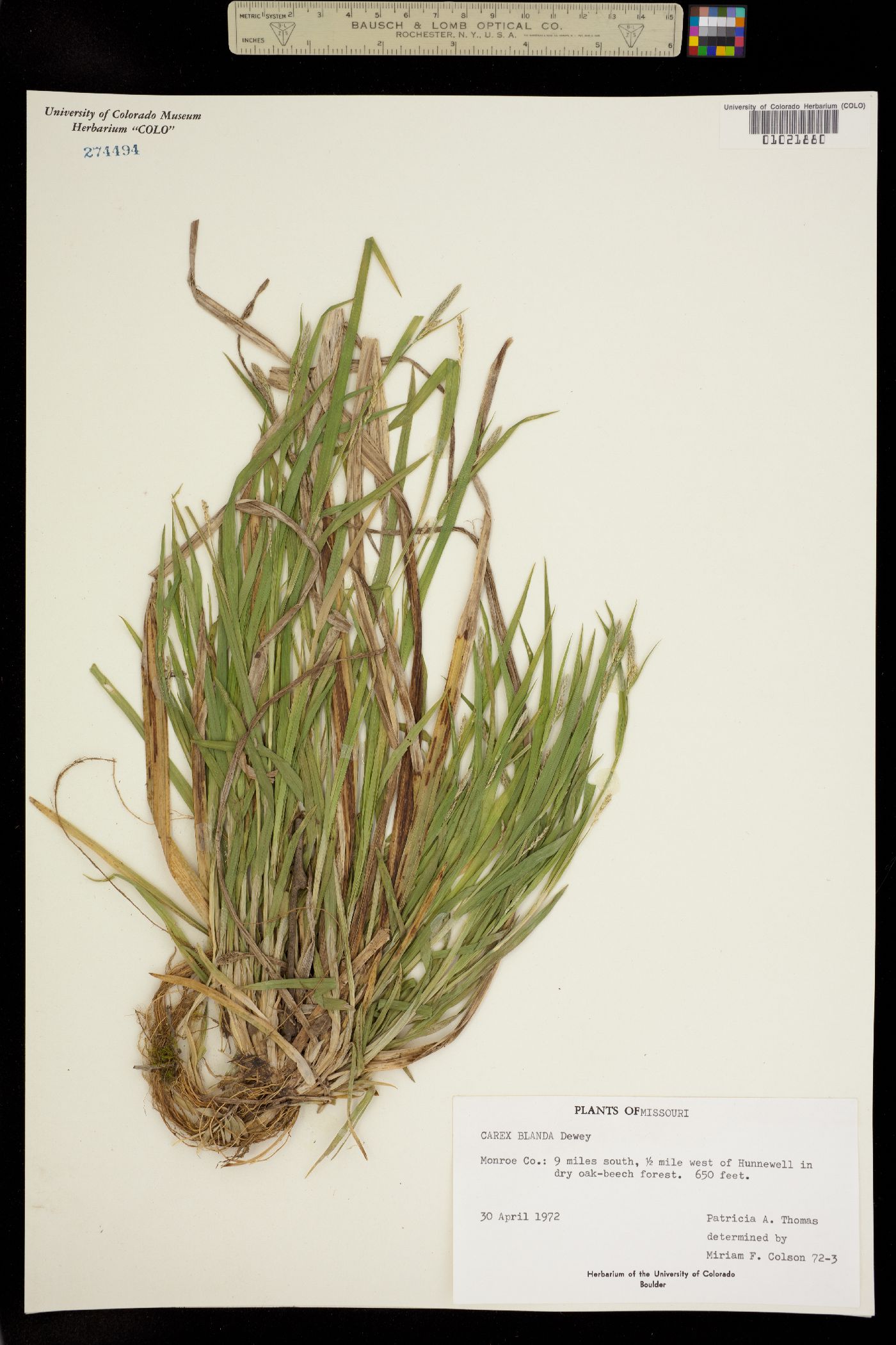 Carex blanda image
