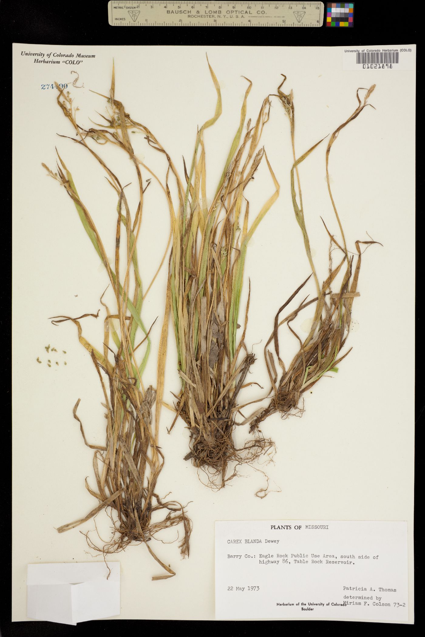 Carex blanda image