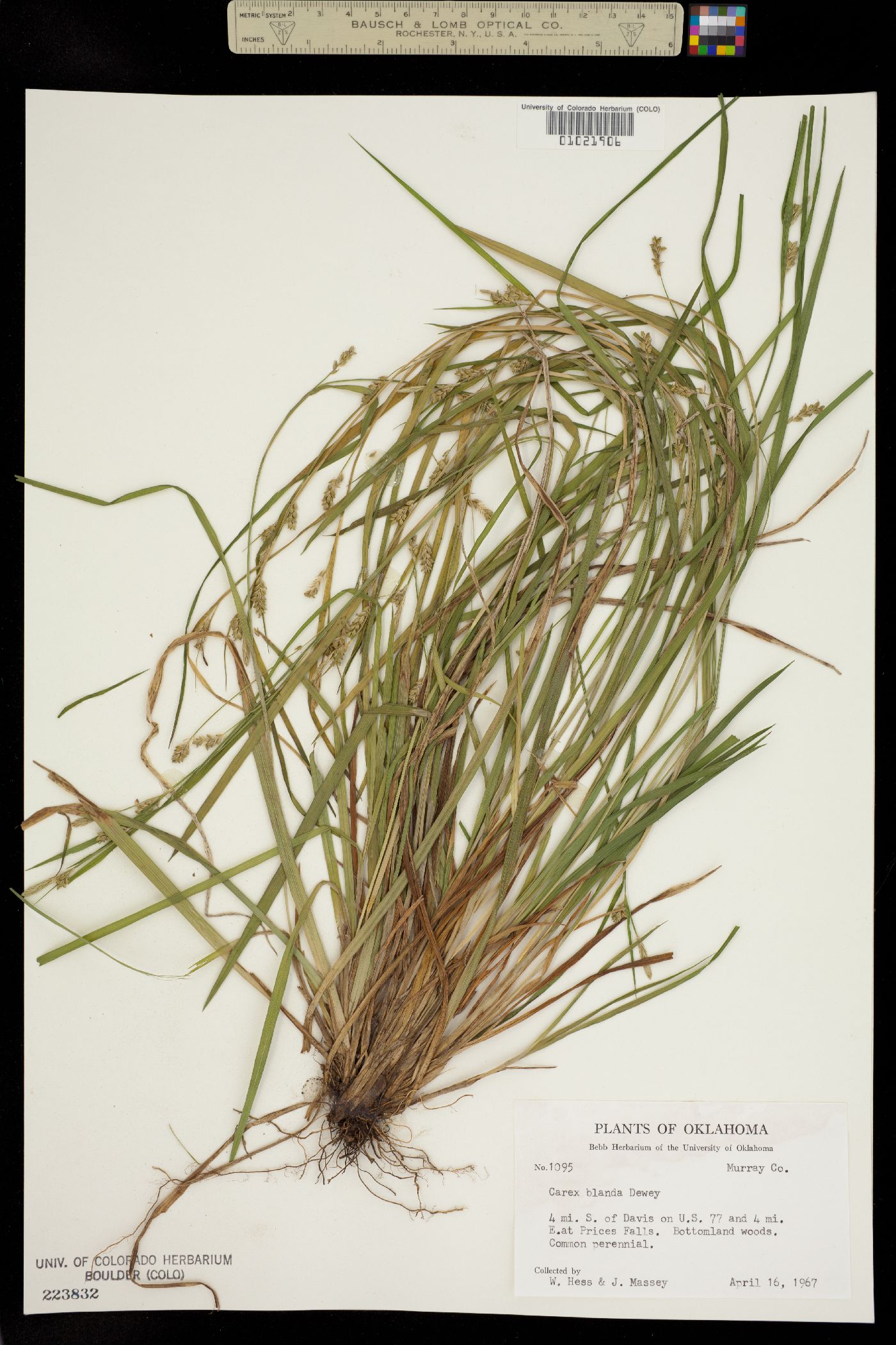 Carex blanda image