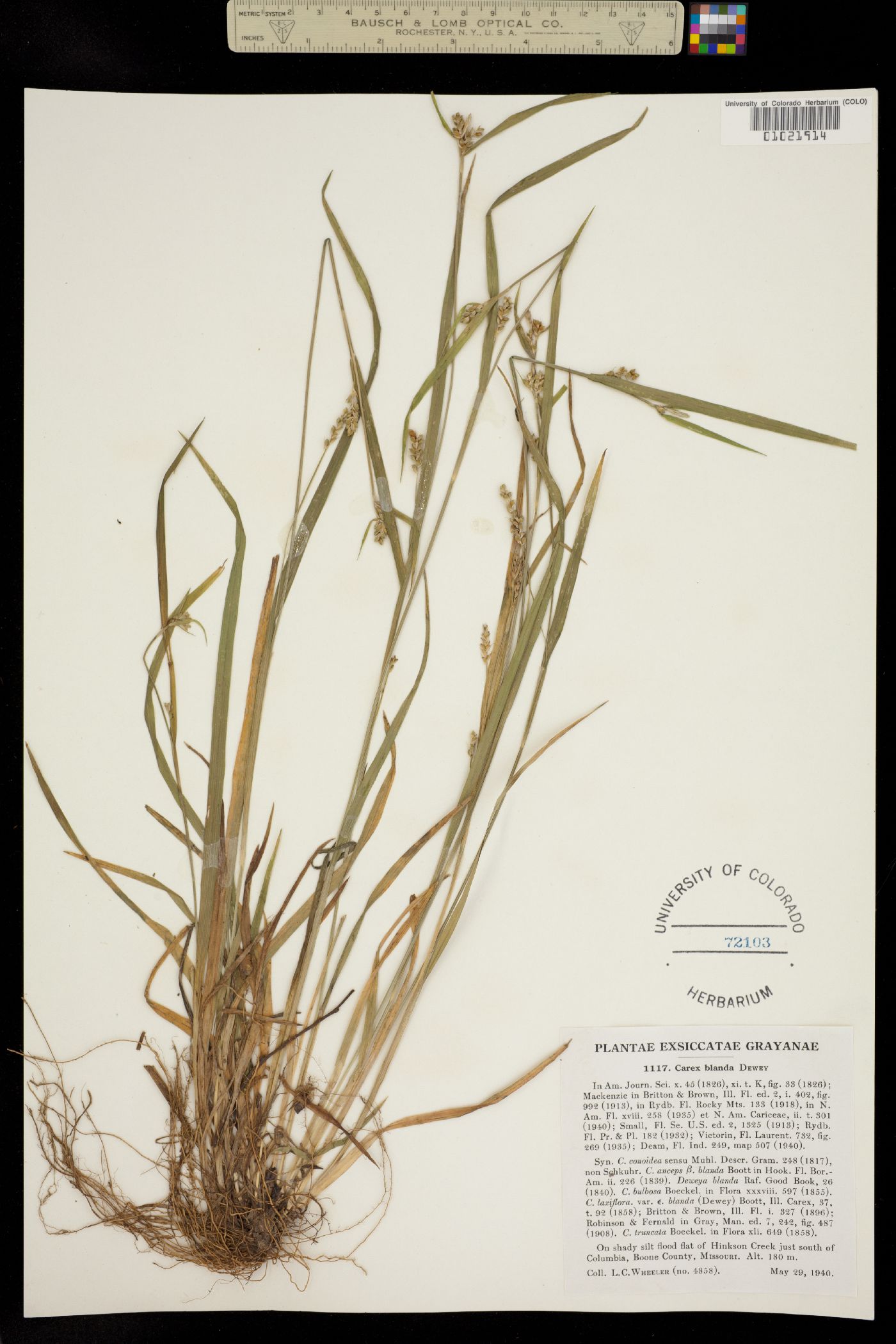 Carex blanda image