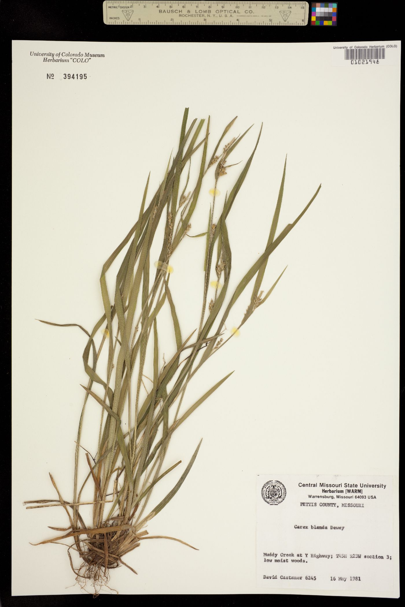 Carex blanda image