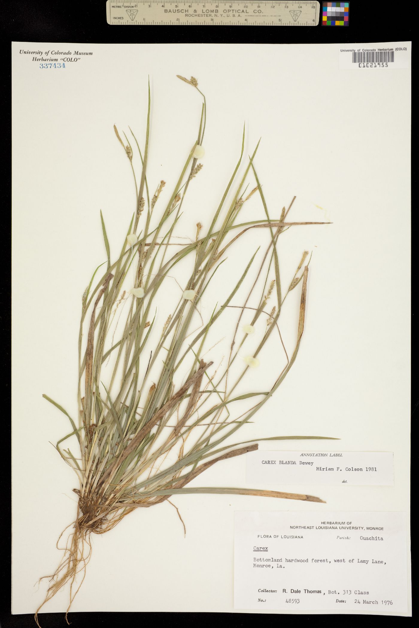 Carex blanda image