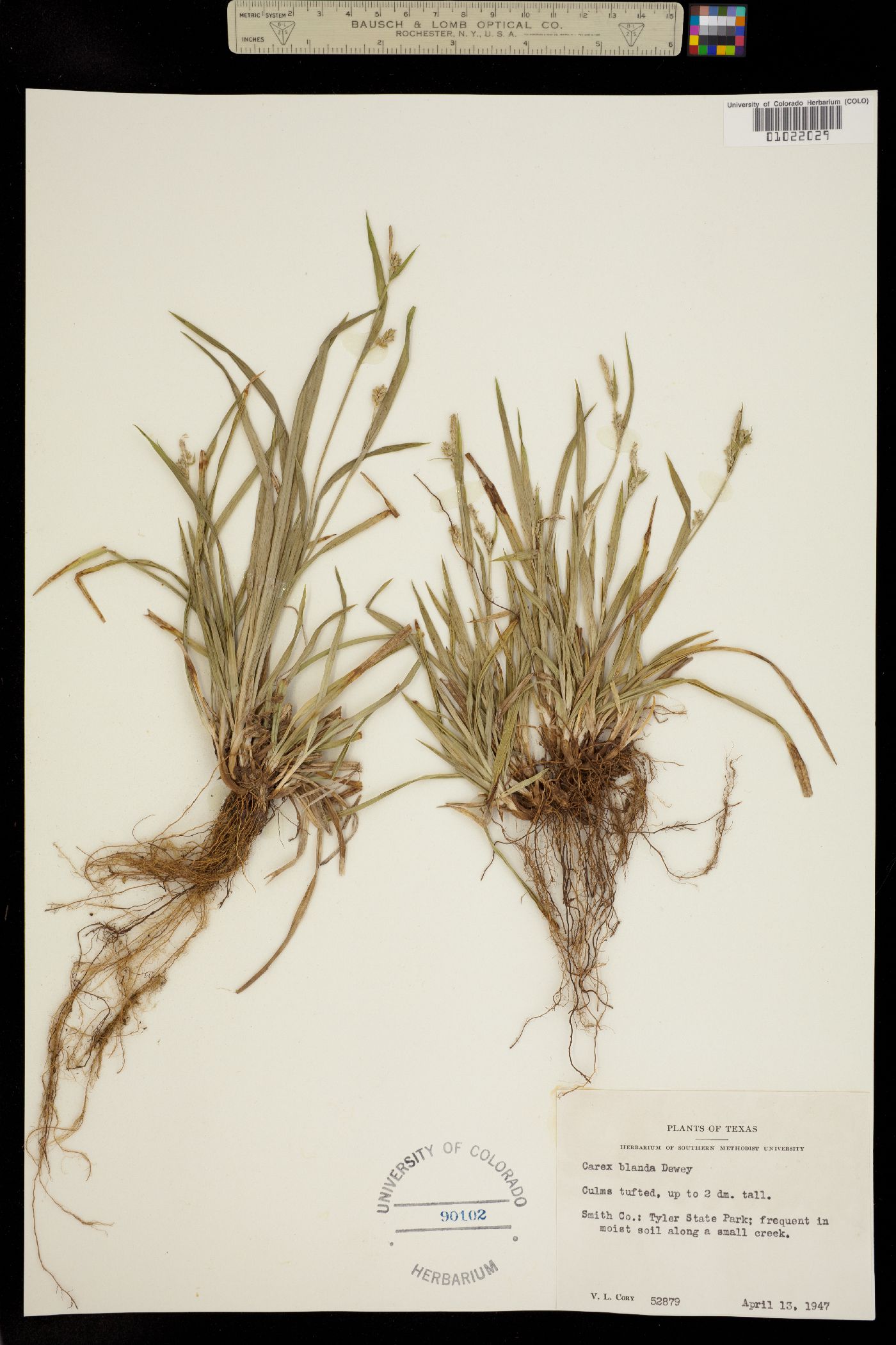 Carex blanda image