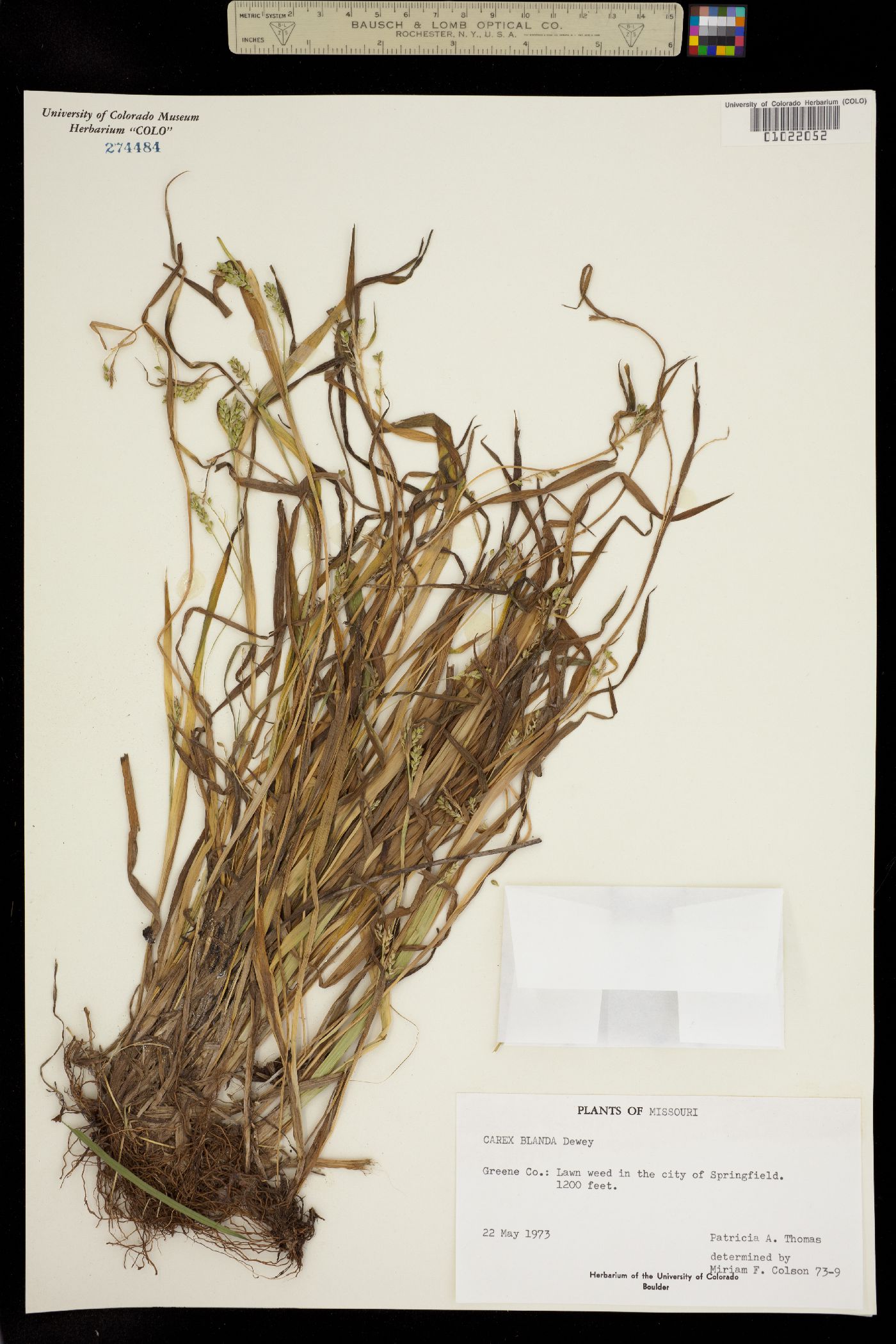 Carex blanda image