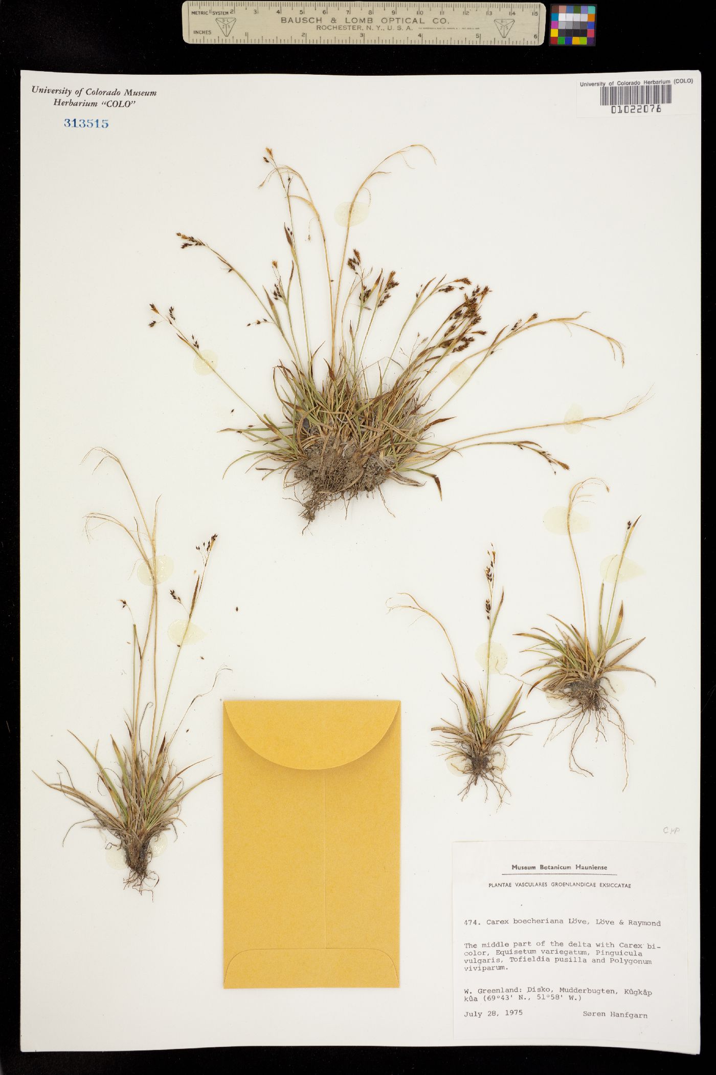 Carex capillaris image