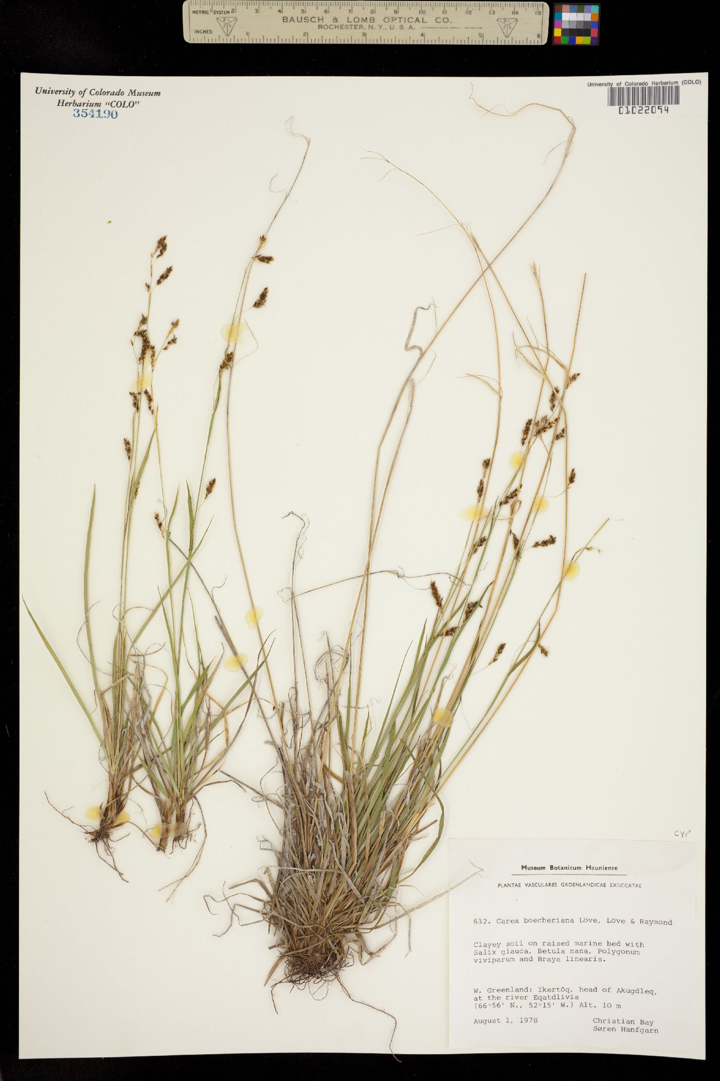 Carex capillaris image